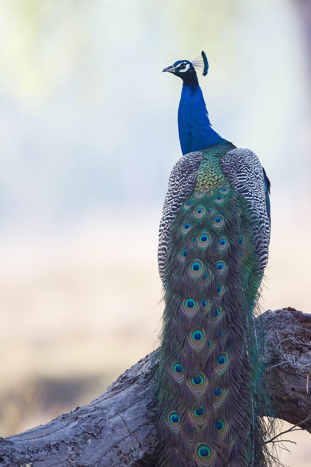 1000x1500 Peacock Picture [HD]. Download Free Image