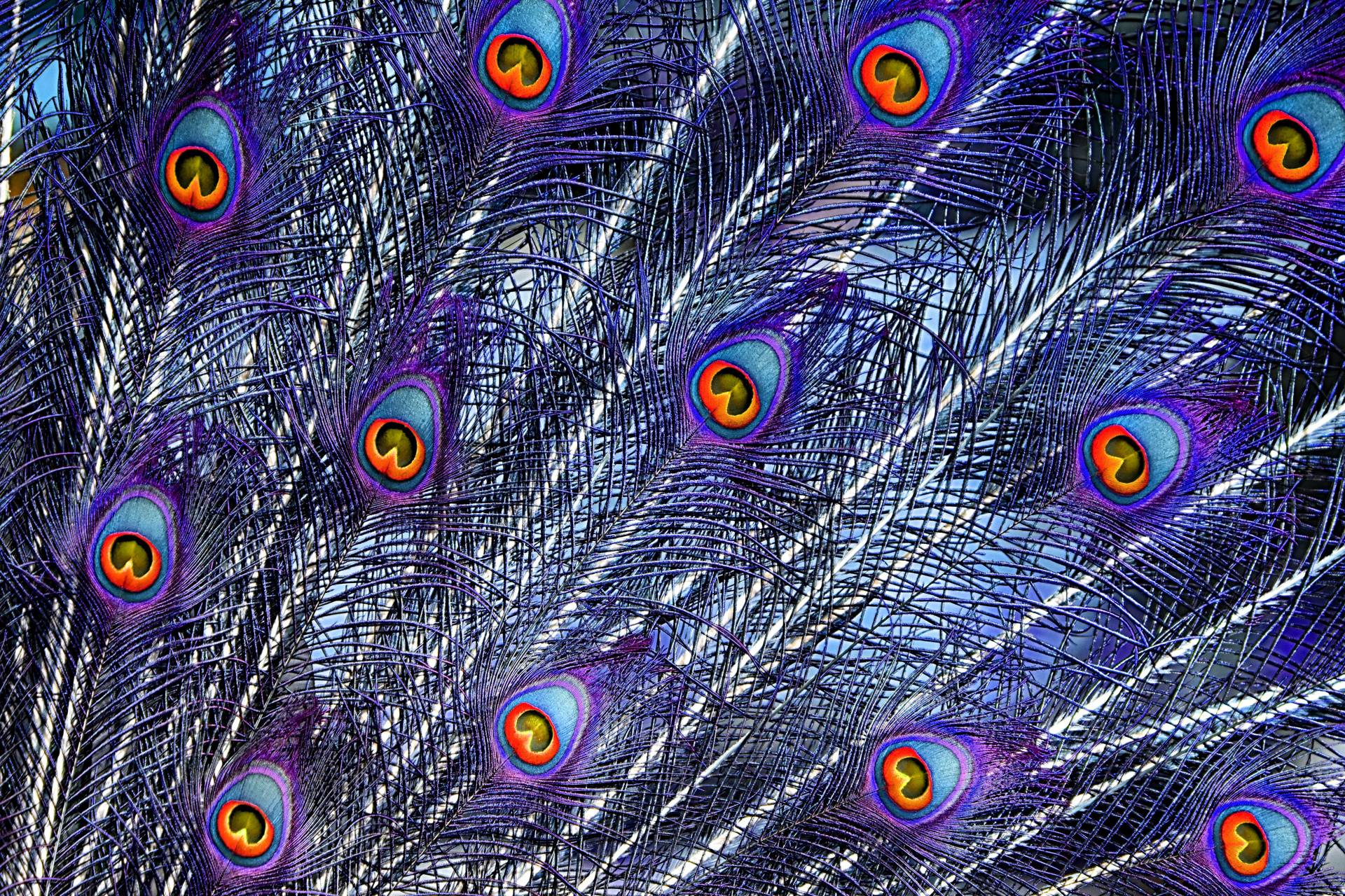 1920x1280 Purple Peacock wallpaper