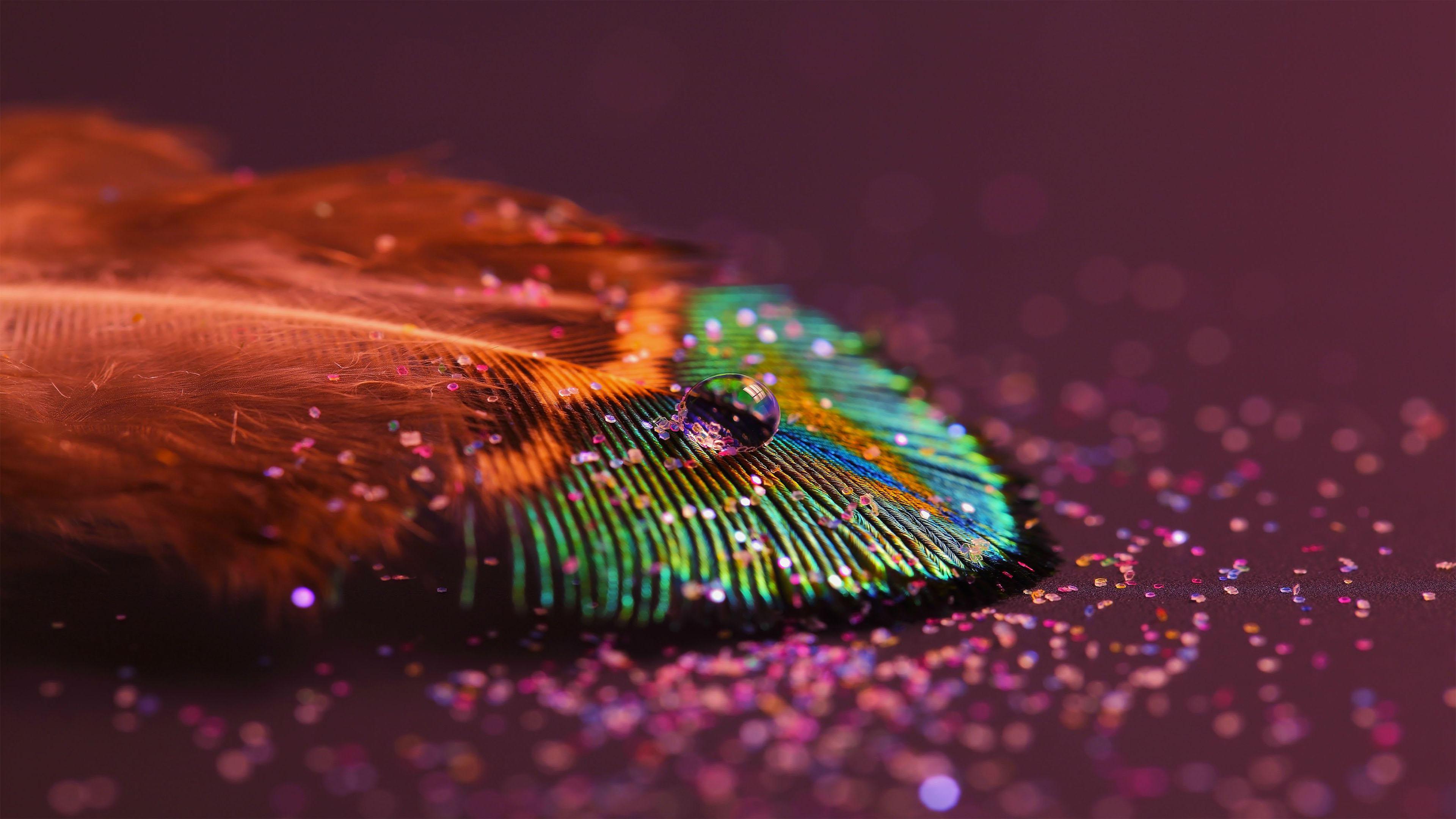 3840x2160 Peacock Feather Wallpaper [3840x2160]