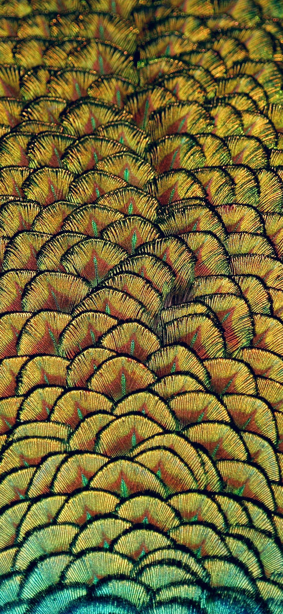 1125x2436 iPhone wallpaper. peacock bird feather
