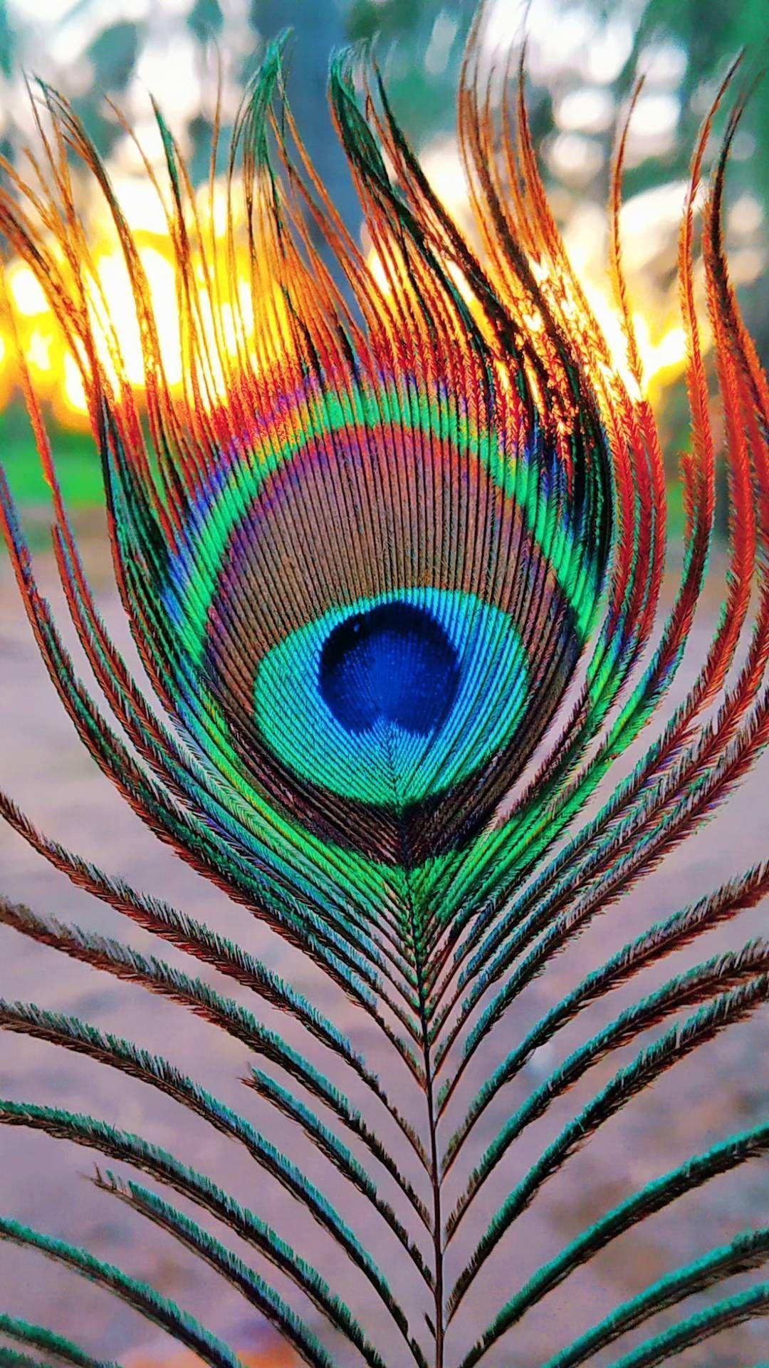 1080x1920 Peacock Android Phone Wallpaper