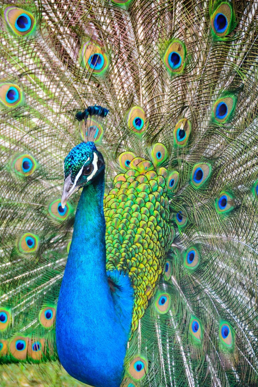 1000x1500 Peacock Picture [HD]. Download Free Image