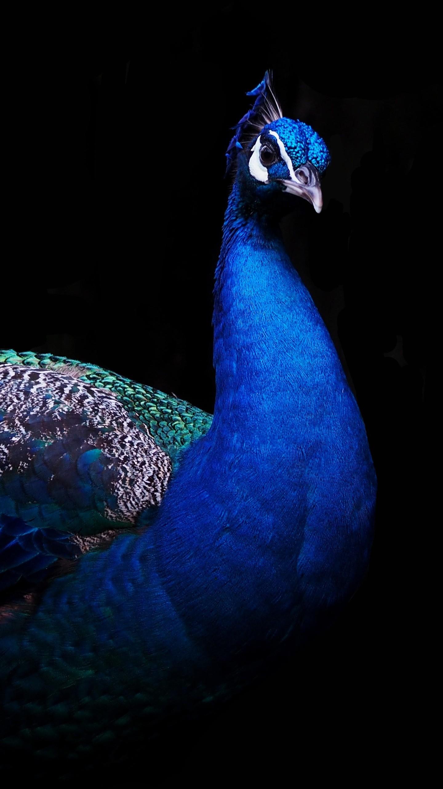 1440x2560 Peacock Wallpaper HD