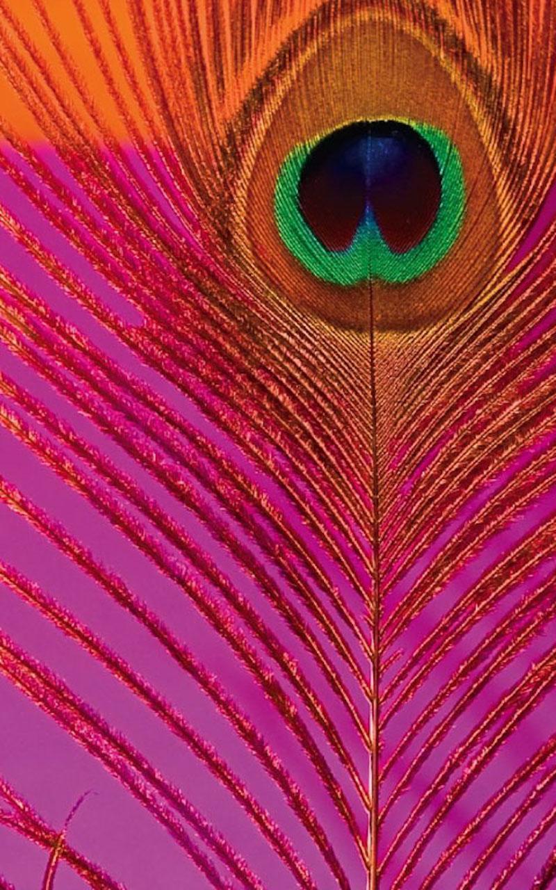 800x1280 HD Peacock Feather Wallpaper for Android