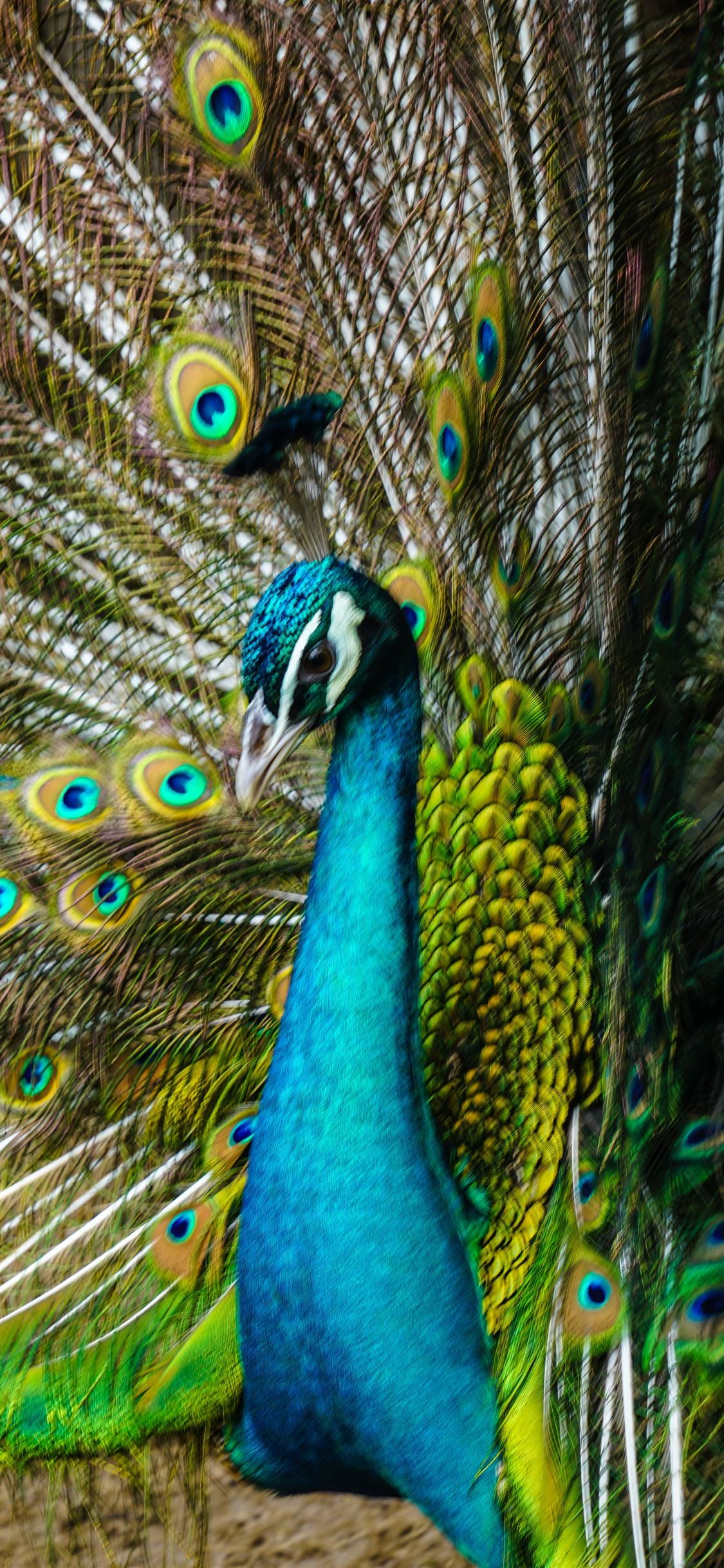 Peacock iPhone Wallpapers - Top Free Peacock iPhone Backgrounds