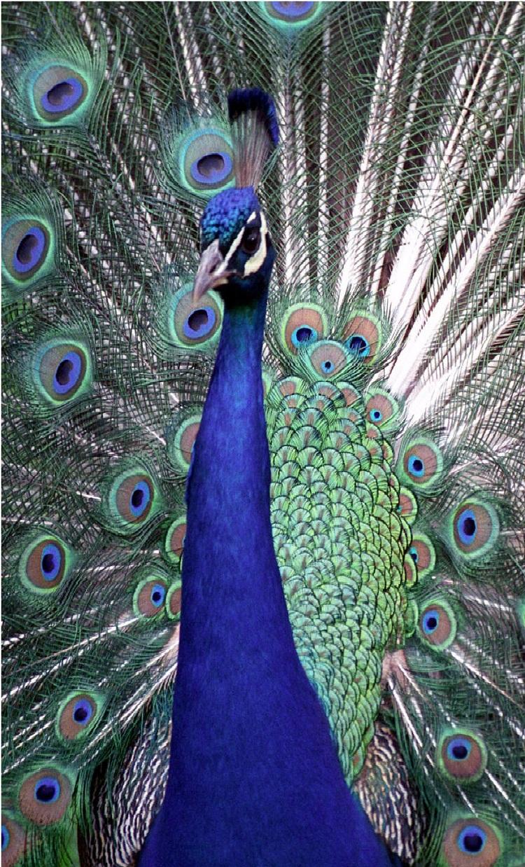 750x1238 Beautiful Peacock iphone 6 Wallpaper. iPhone 6 Wallpaper