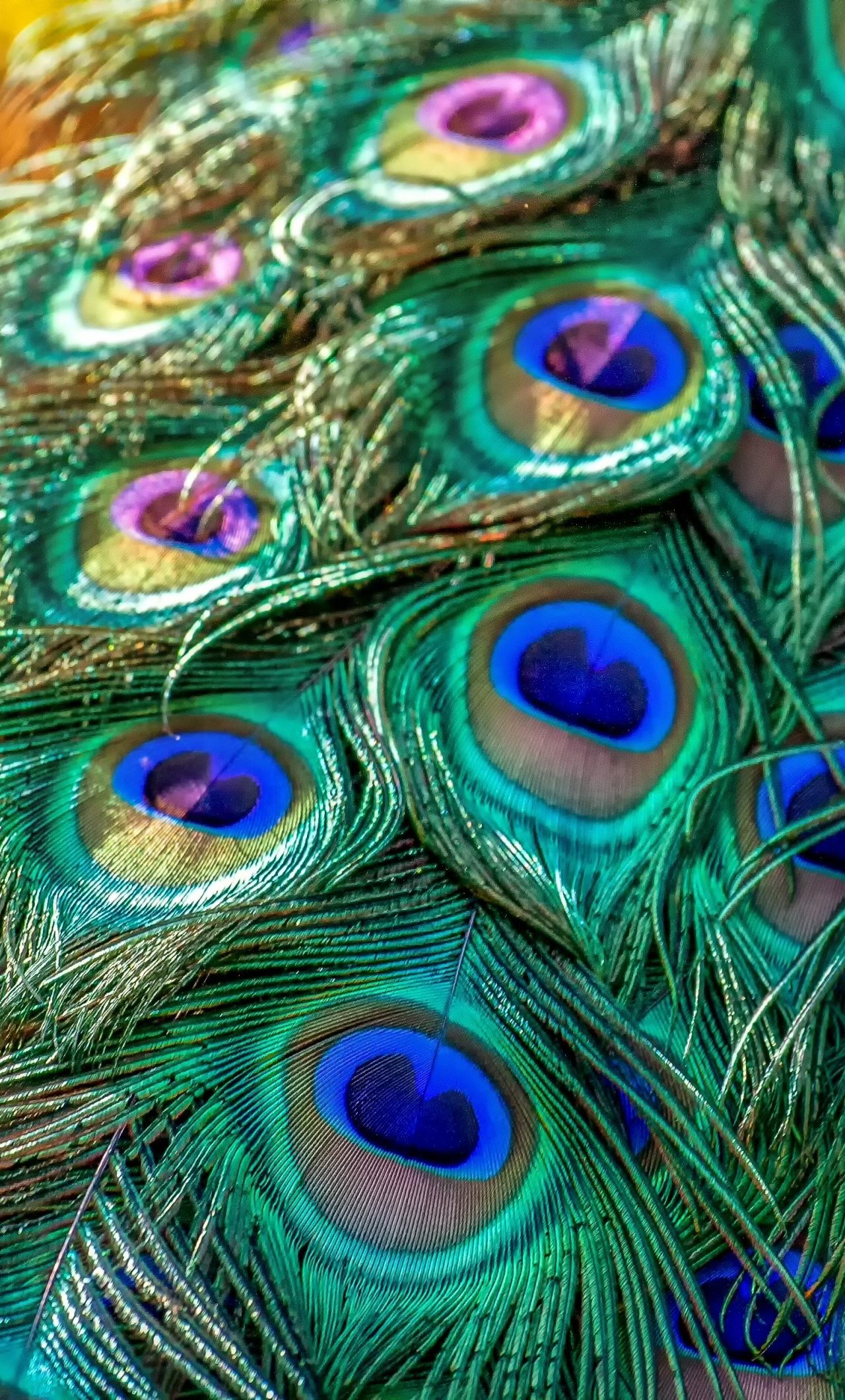 Peacock iPhone Wallpapers - Top Free Peacock iPhone Backgrounds ...