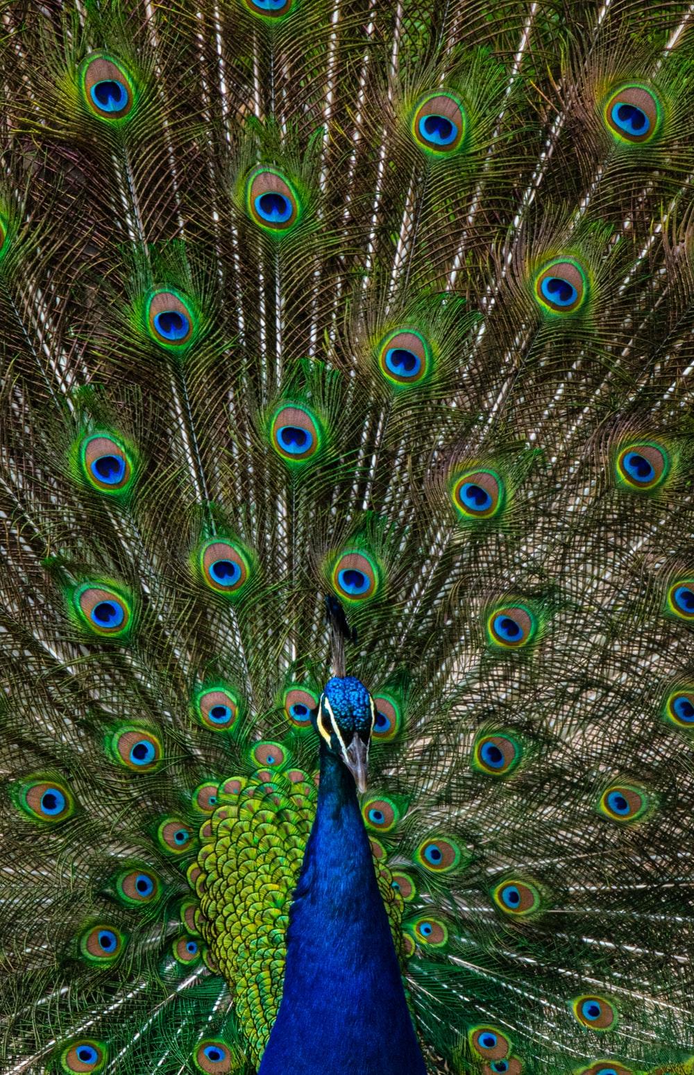1000x1548 Peacock Picture [HD]. Download Free Image