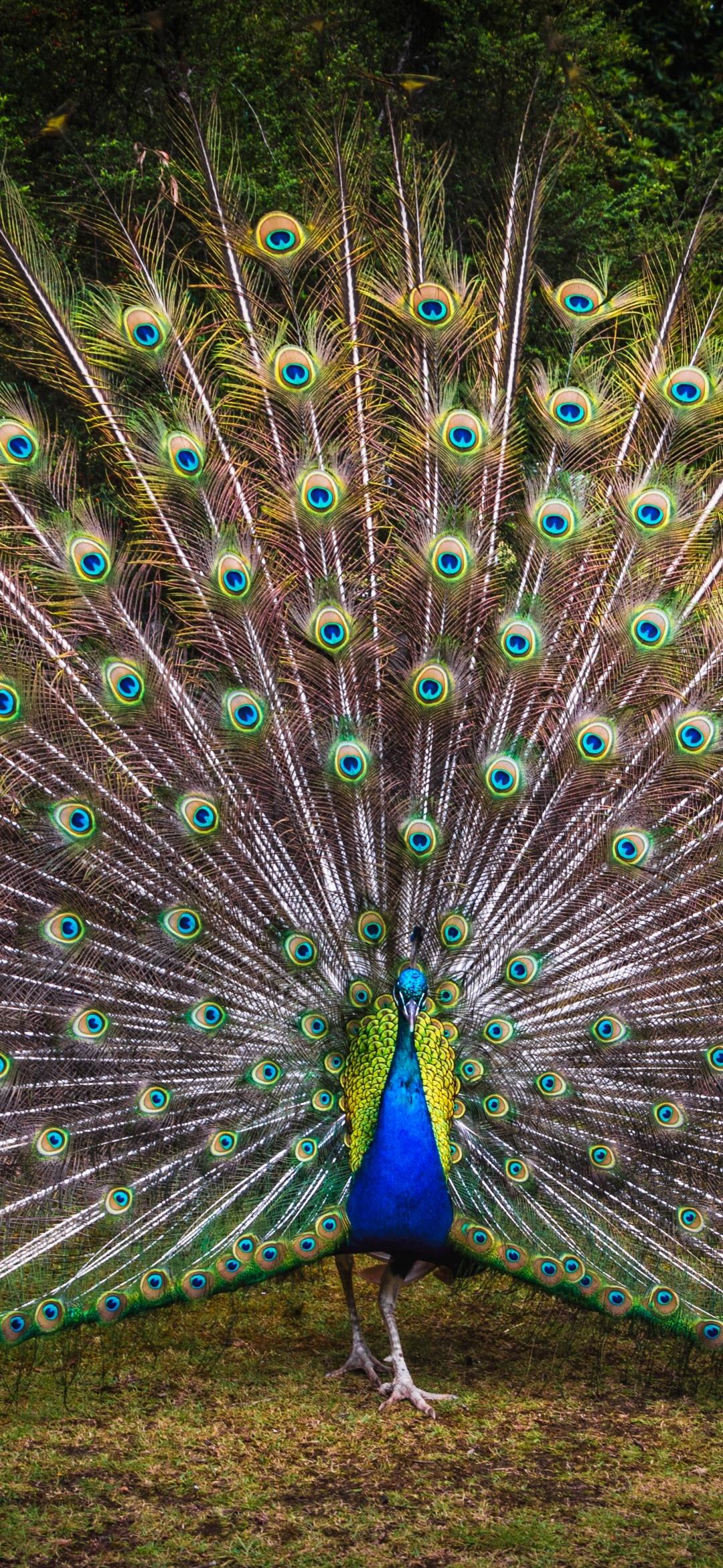 1080x2340 Peacock 4K Wallpaper, Green Grass, Beautiful, Green Feathers, Bird, Trees, Colorful, 5K, Animals