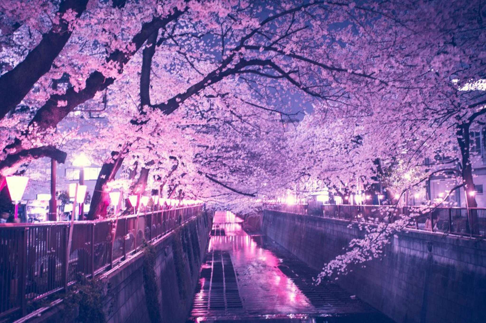 2048x1364 Cherry Blossom Night Wallpaper