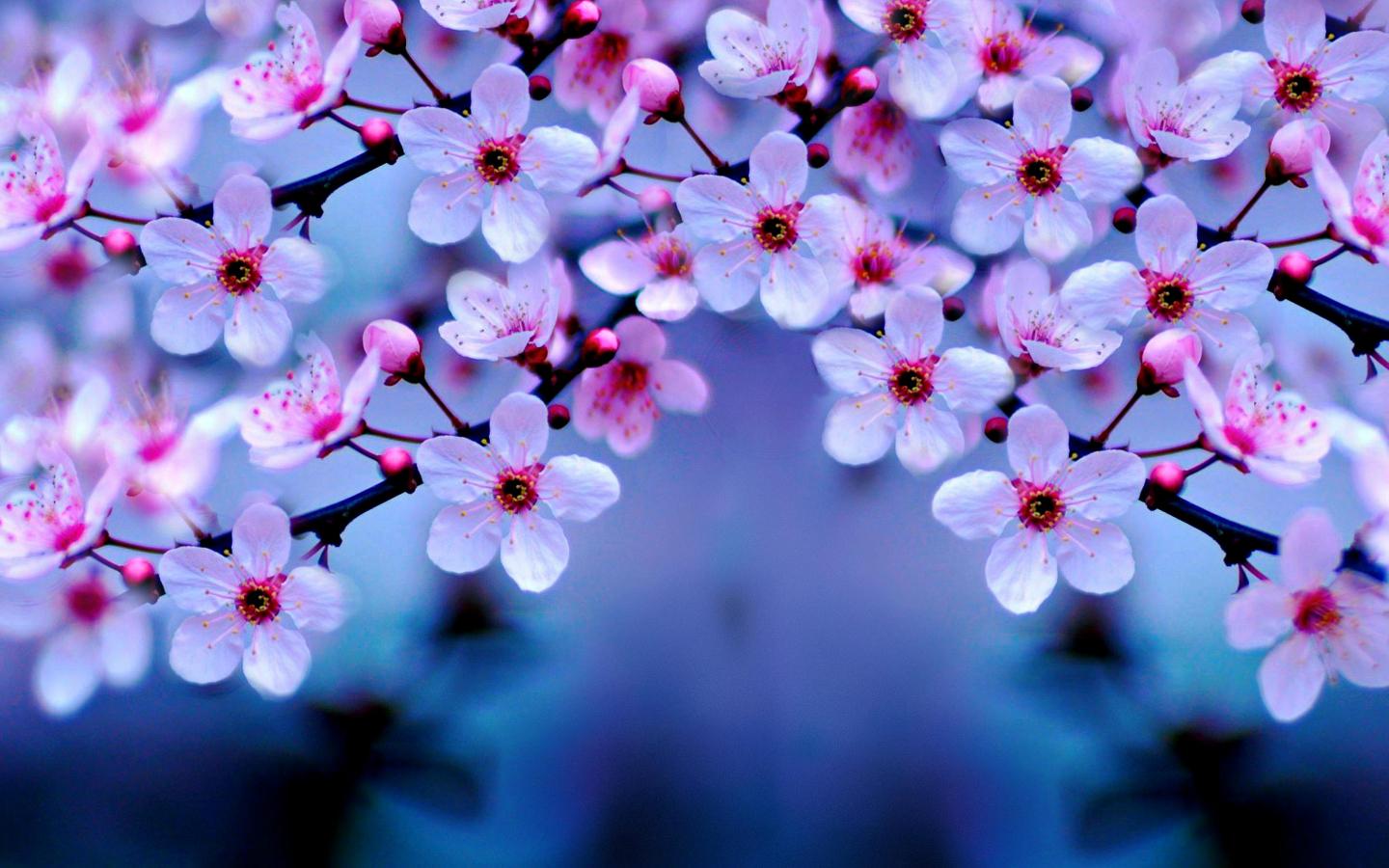 1440x900 Free download Cherry Blossom Wallpaper Night Desk Wallpaper [3000x1805] for your Desktop, Mobile & Tablet. Explore Cherry Blossoms Background. Cherry Wallpaper
