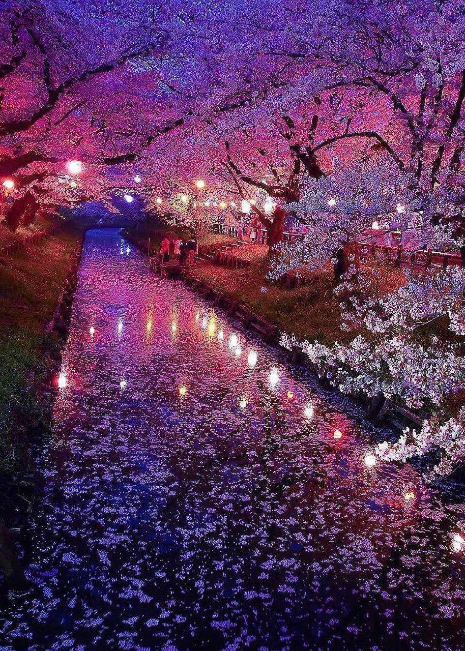 914x1280 Cherry Blossom Wallpaper