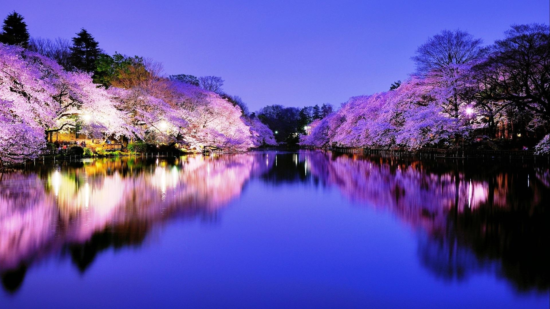 1920x1080 Cherry Blossom Wallpaper Night Wallpaper HD