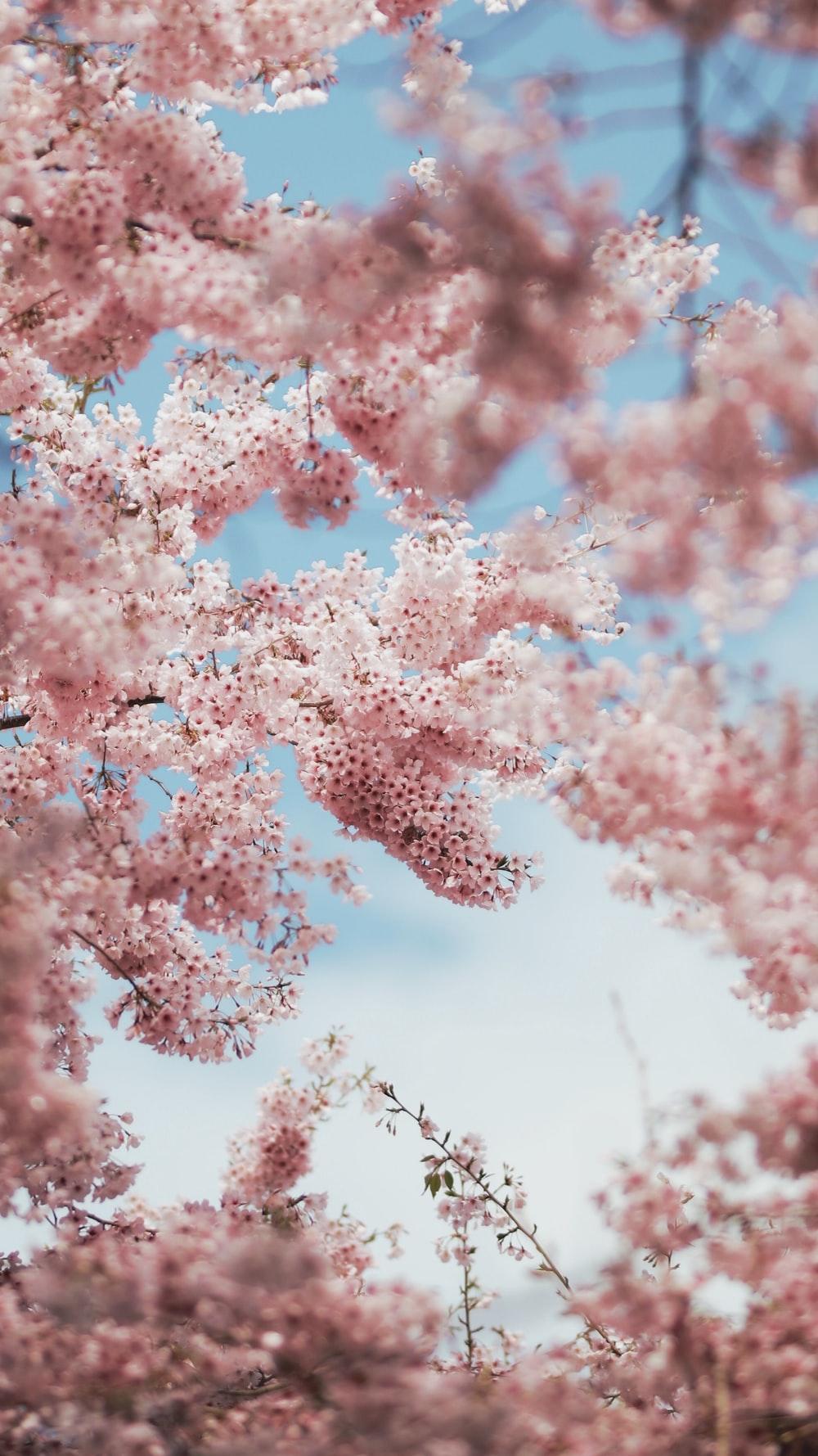1000x1779 Cherry Blossom Wallpaper: Free HD Download [HQ]