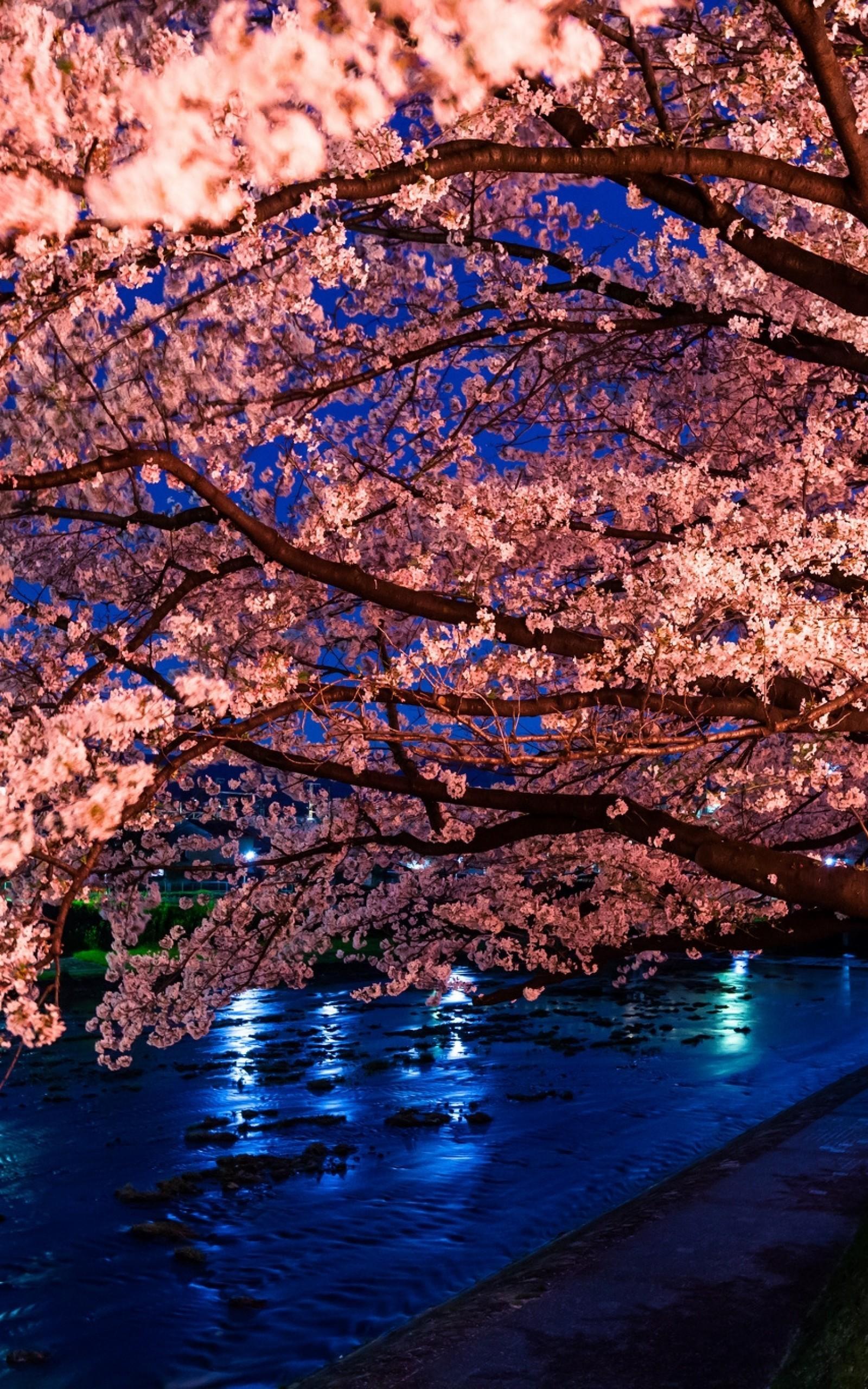 Night blossom. Черри блоссом. Черри блоссом Найт. Черри блоссом ночь. Цветущая Сакура.