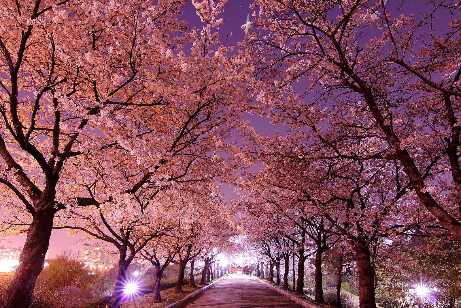 Cherry Blossoms at Night Wallpapers - Top Free Cherry Blossoms at Night ...