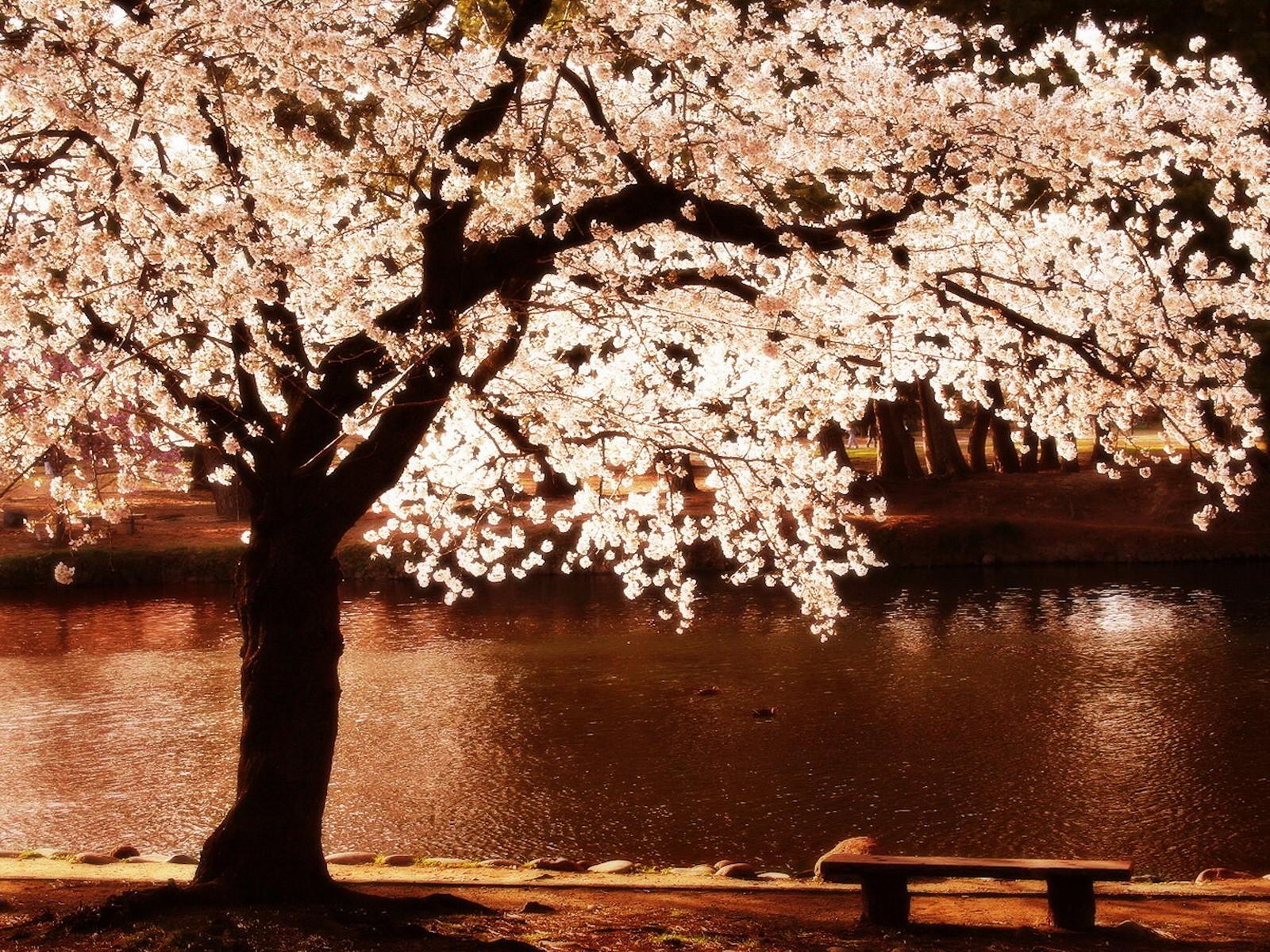1600x1200 cherry, Blossoms, Trees, Night, Flowers, Blossoms, Rivers, Reflections Wallpaper HD / Desktop and Mobile Background