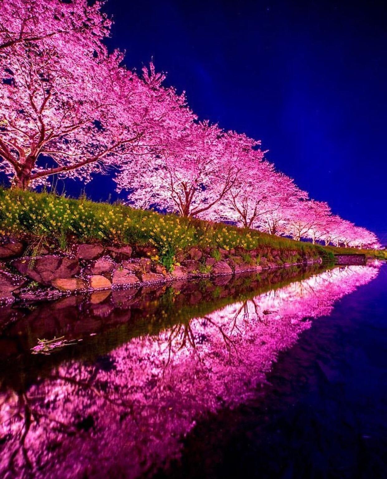 1242x1538 Cherry blossom night