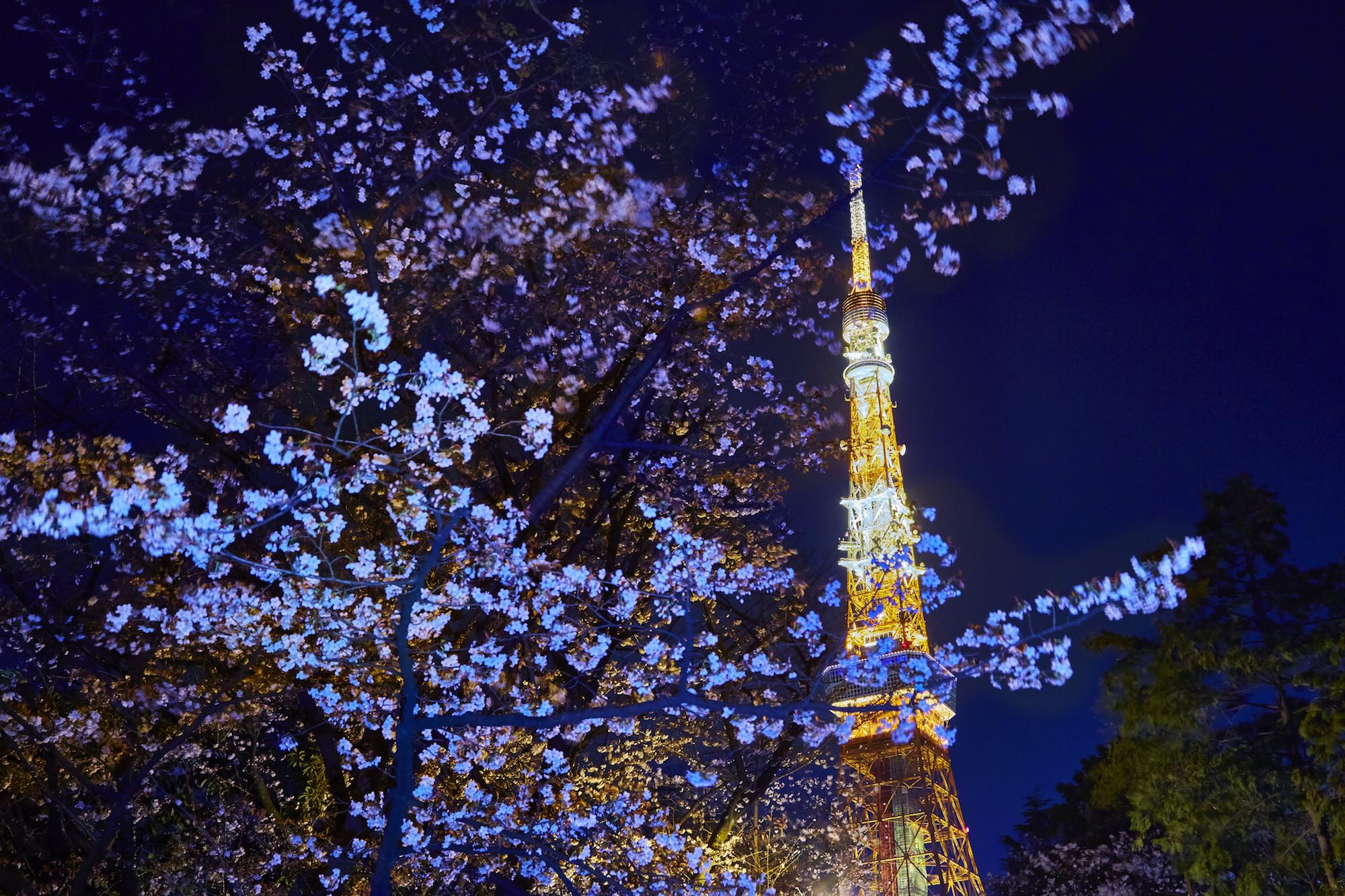 2000x1333 Photos: Where to view cherry blossoms in Japan