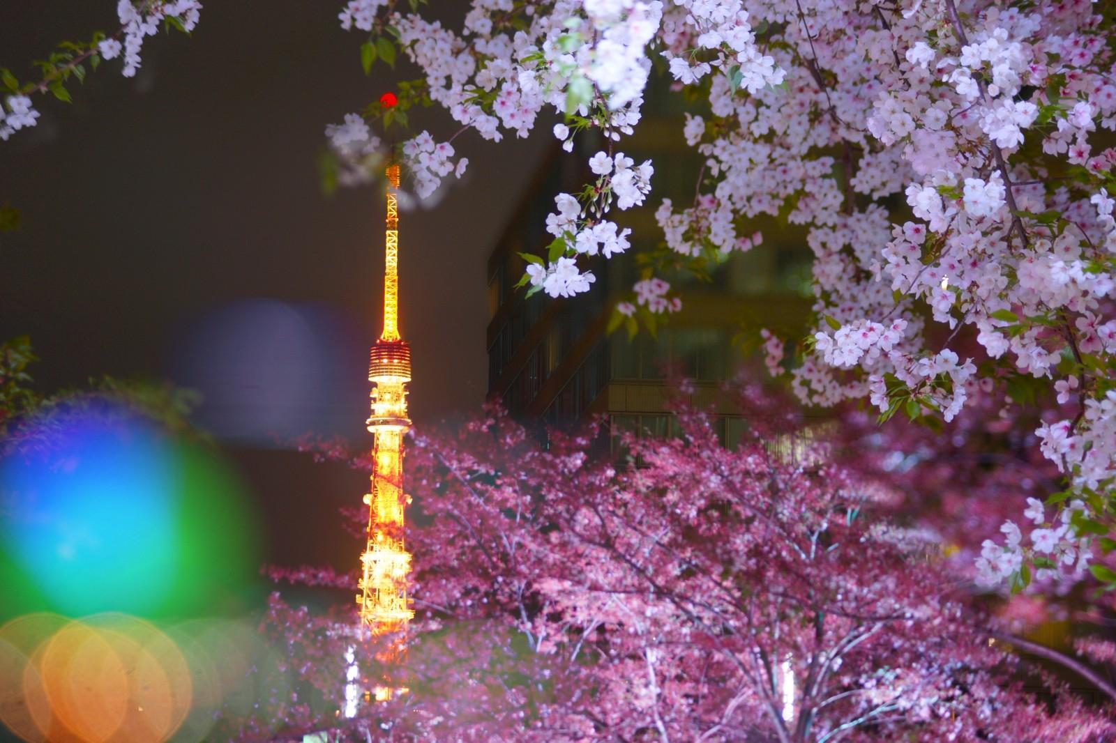 1600x1066 Best Places to See Night Cherry Blossoms in Tokyo 2021 Web Magazine