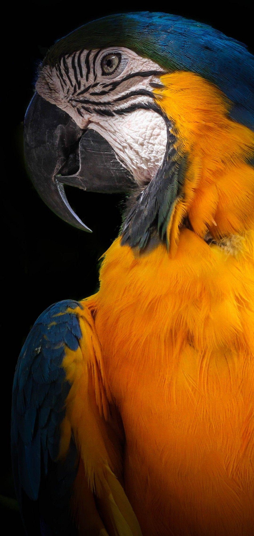 1080x2280 Xiaomi Mi A2 Lite Wallpaper. Parrot wallpaper, Simplistic wallpaper, Samsung wallpaper