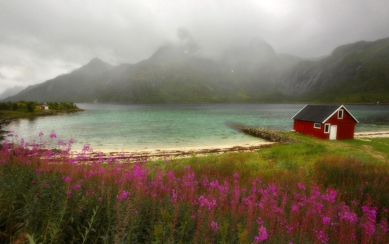 1280x804 Wild flowers and lake wallpaper. Wild flowers and lake