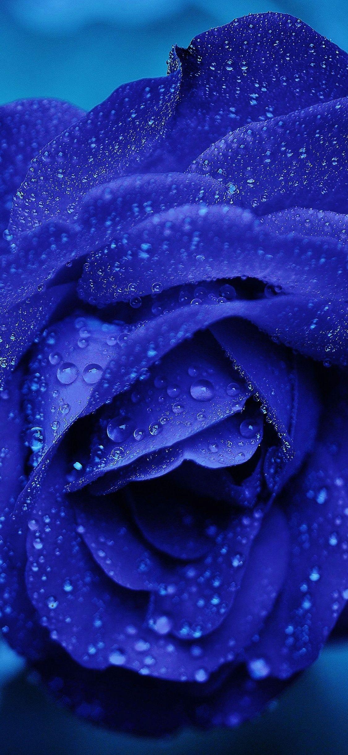 Blue Rose Iphone Wallpapers Top Free Blue Rose Iphone Backgrounds Wallpaperaccess