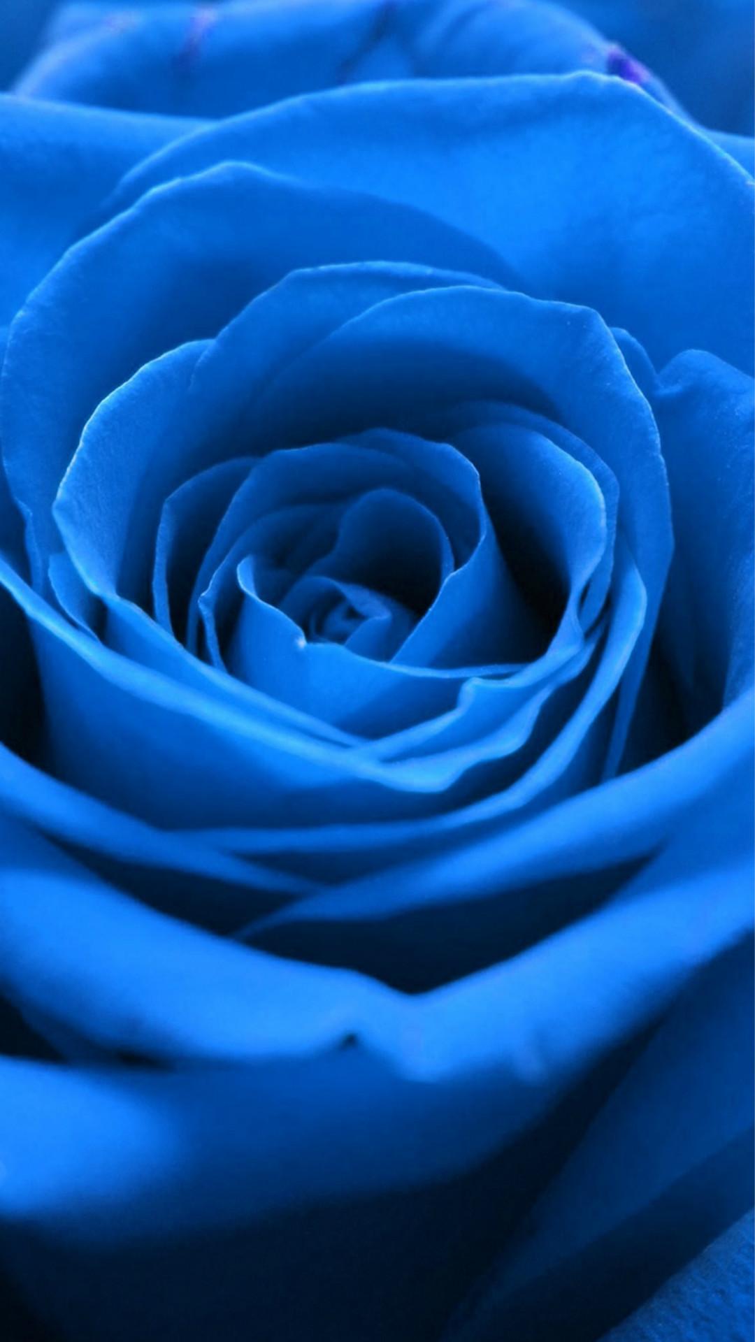 Blue Rose iPhone Wallpapers Top Free Blue Rose iPhone Backgrounds