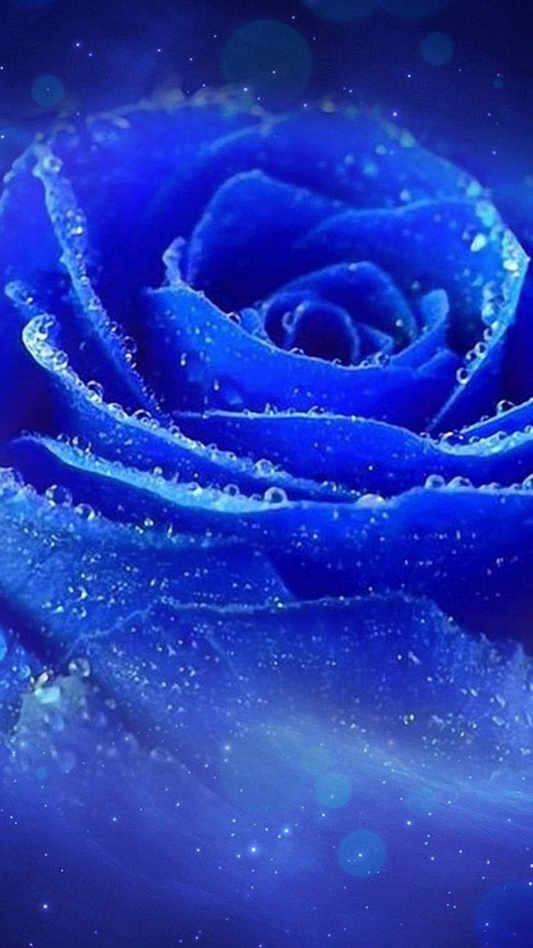 Blue Rose iPhone Wallpapers Top Free Blue Rose iPhone Backgrounds