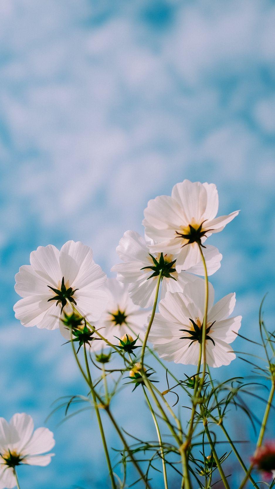938x1668 White Flower iPhone Wallpaper