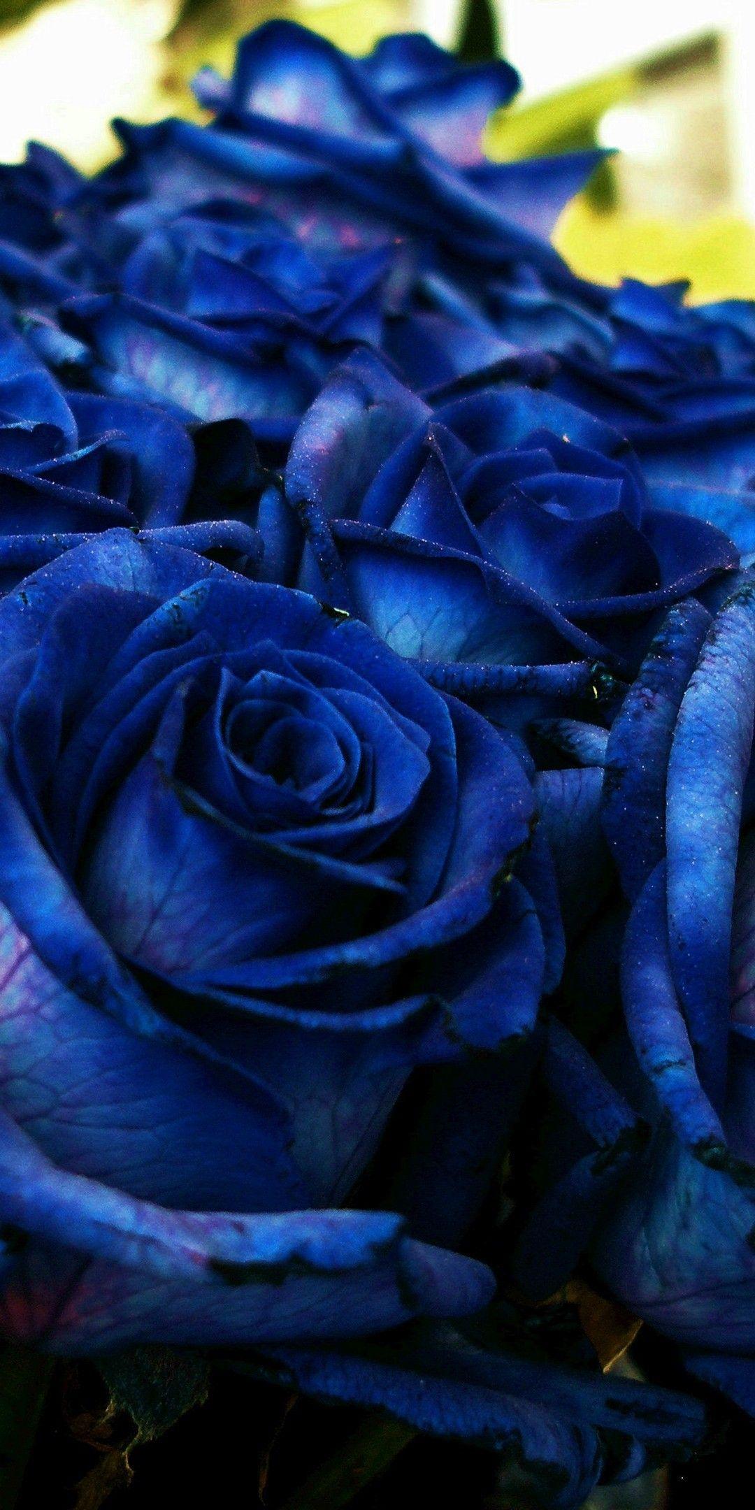 1080x2160 картинки розы. Blue roses wallpaper, Cute blue wallpaper, Blue roses