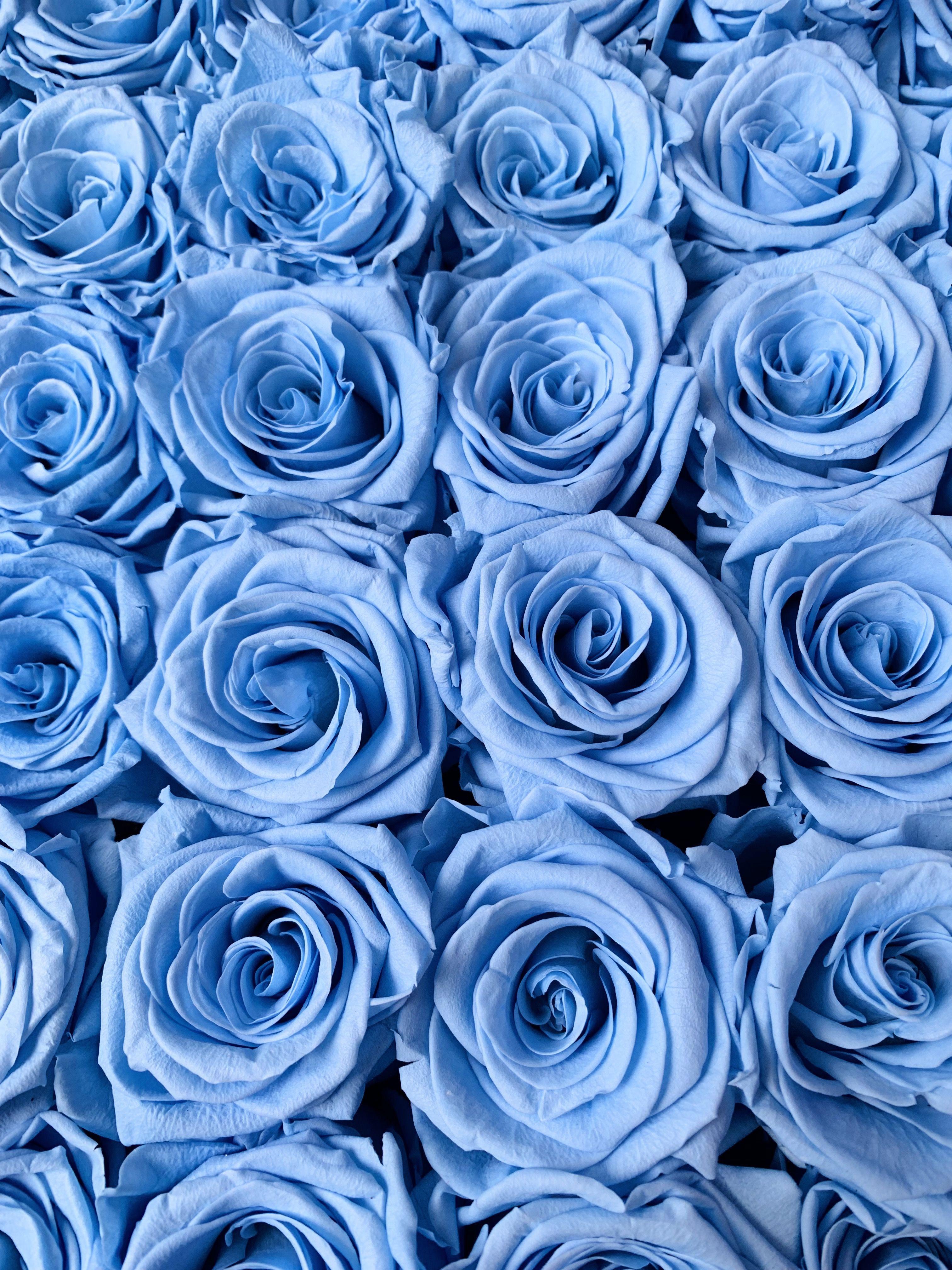 3024x4032 Blue and Pink Rose Wallpaper, HD Blue and Pink Rose Background on WallpaperBat