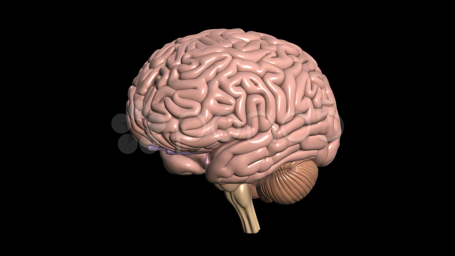 1920x1080 Human Brain HD Wallpaper