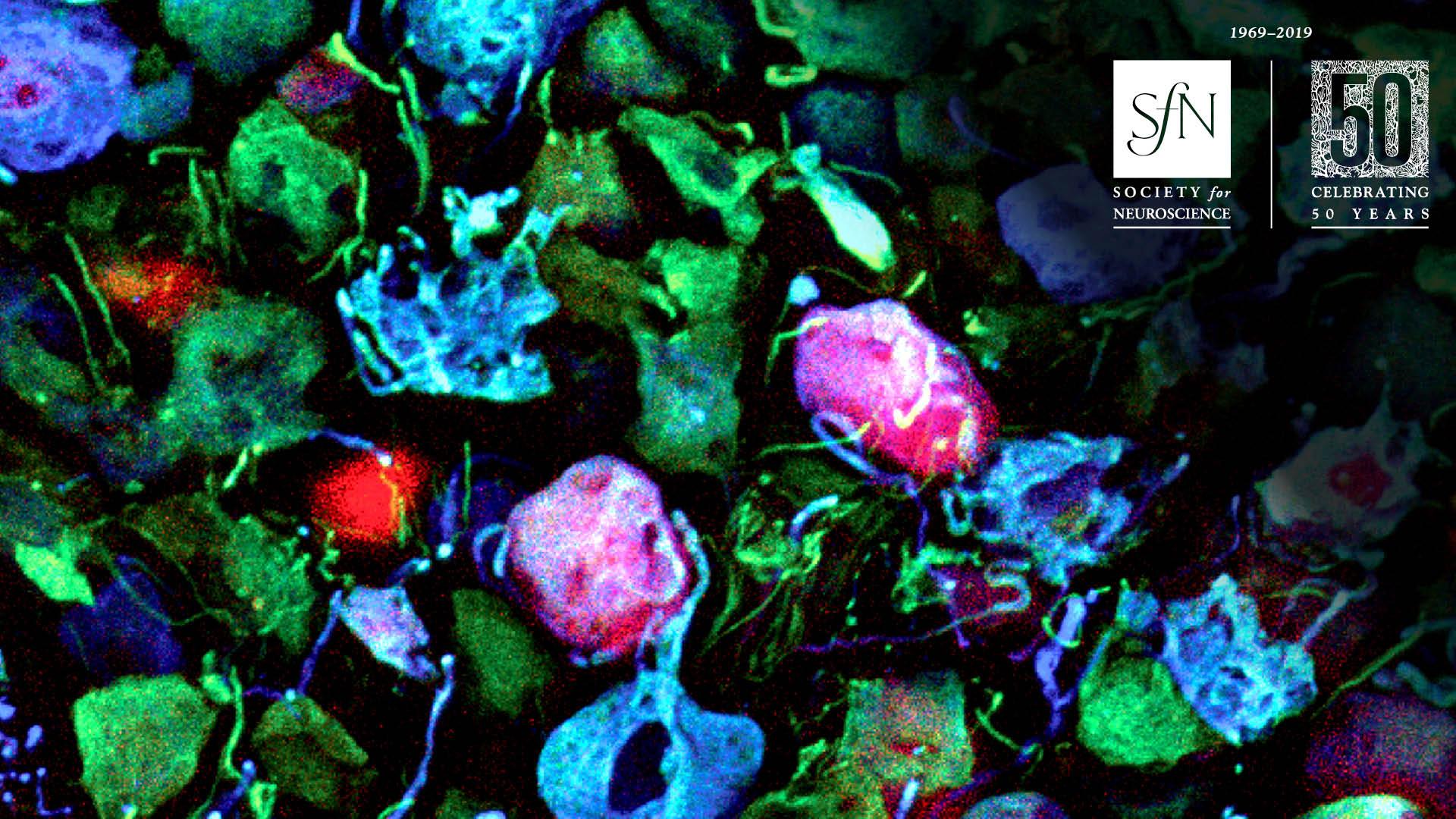 1920x1080 Society for Neuroscience