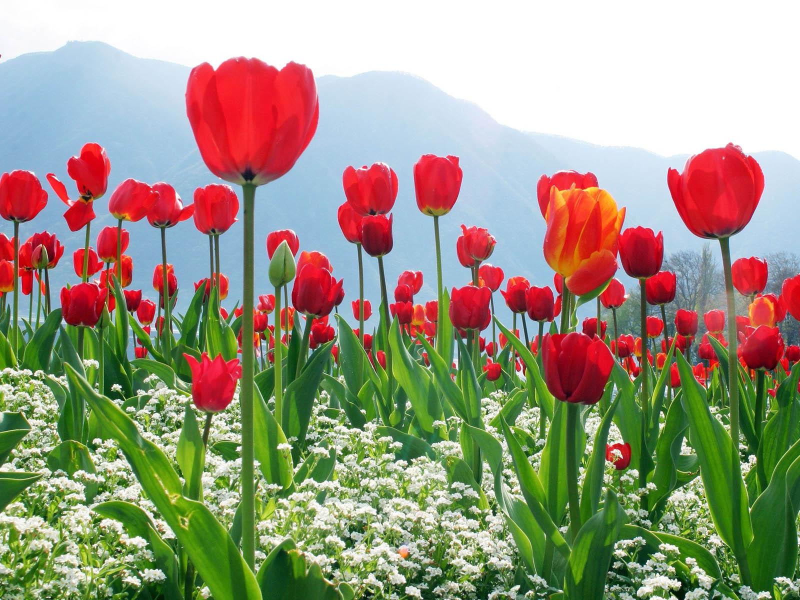 1600x1200 Free download the Red Tulips Wallpaper Red Tulips Desktop Wallpaper Red Tulips [1600x1200] for your Desktop, Mobile & Tablet. Explore Red Tulip Wallpaper. Tulip Wallpaper, HD Wallpaper Red