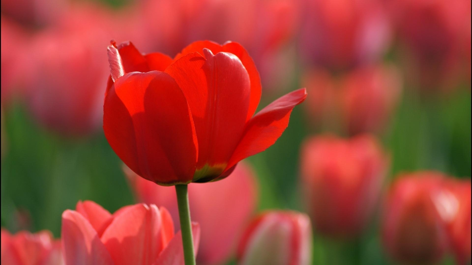1920x1080 Red Tulips wallpaperx1080
