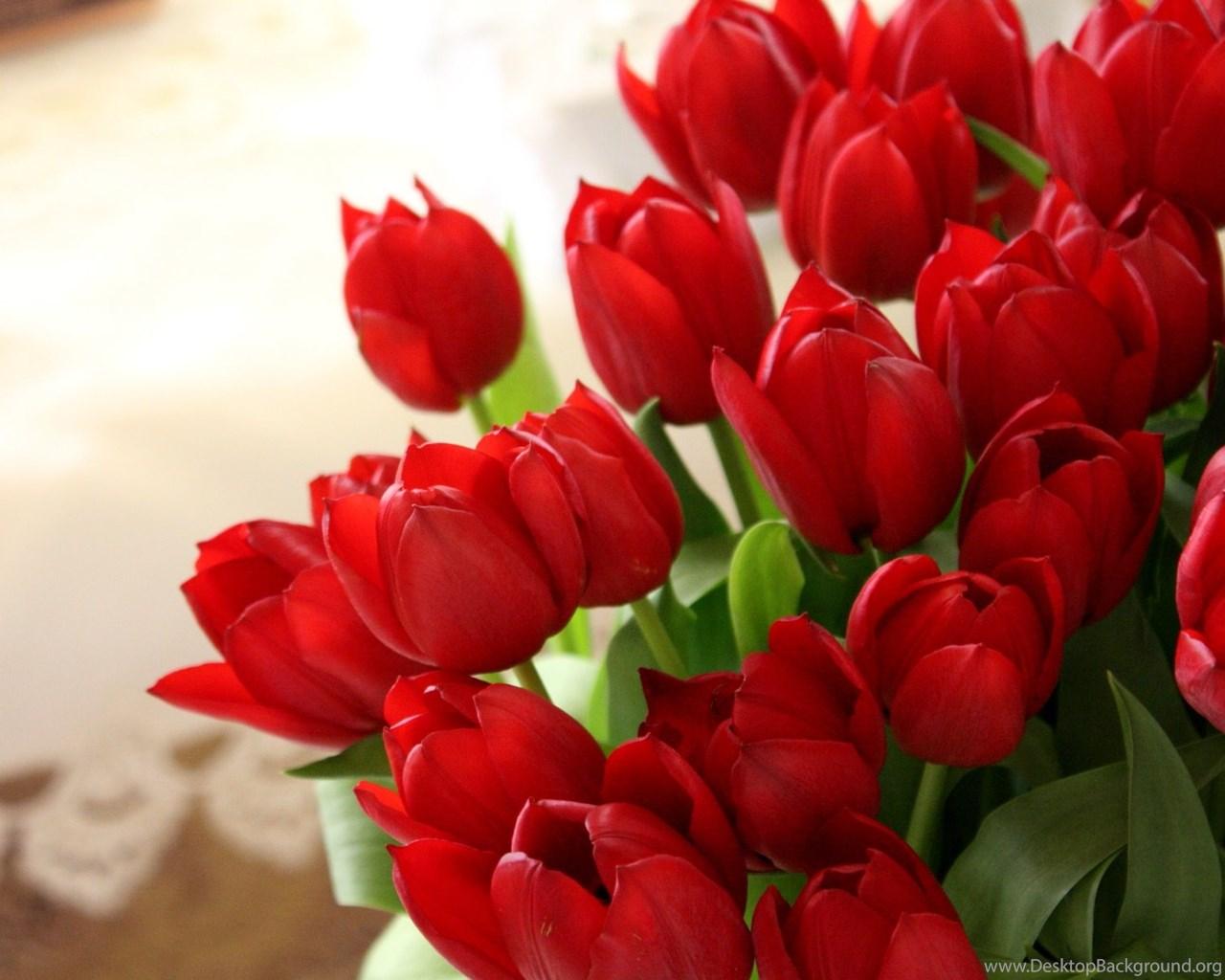 1280x1024 Red Tulips Wallpaper HD Image New Desktop Background