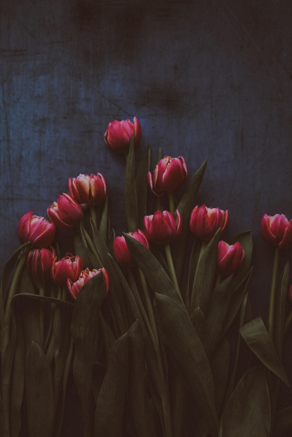 1000x1499 Tulip Picture [HD]. Download Free Image