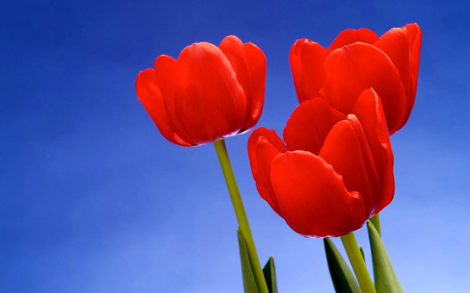 1600x1000 Clovisso Wallpaper Gallery: Red Tulips Desktop Wallpaper