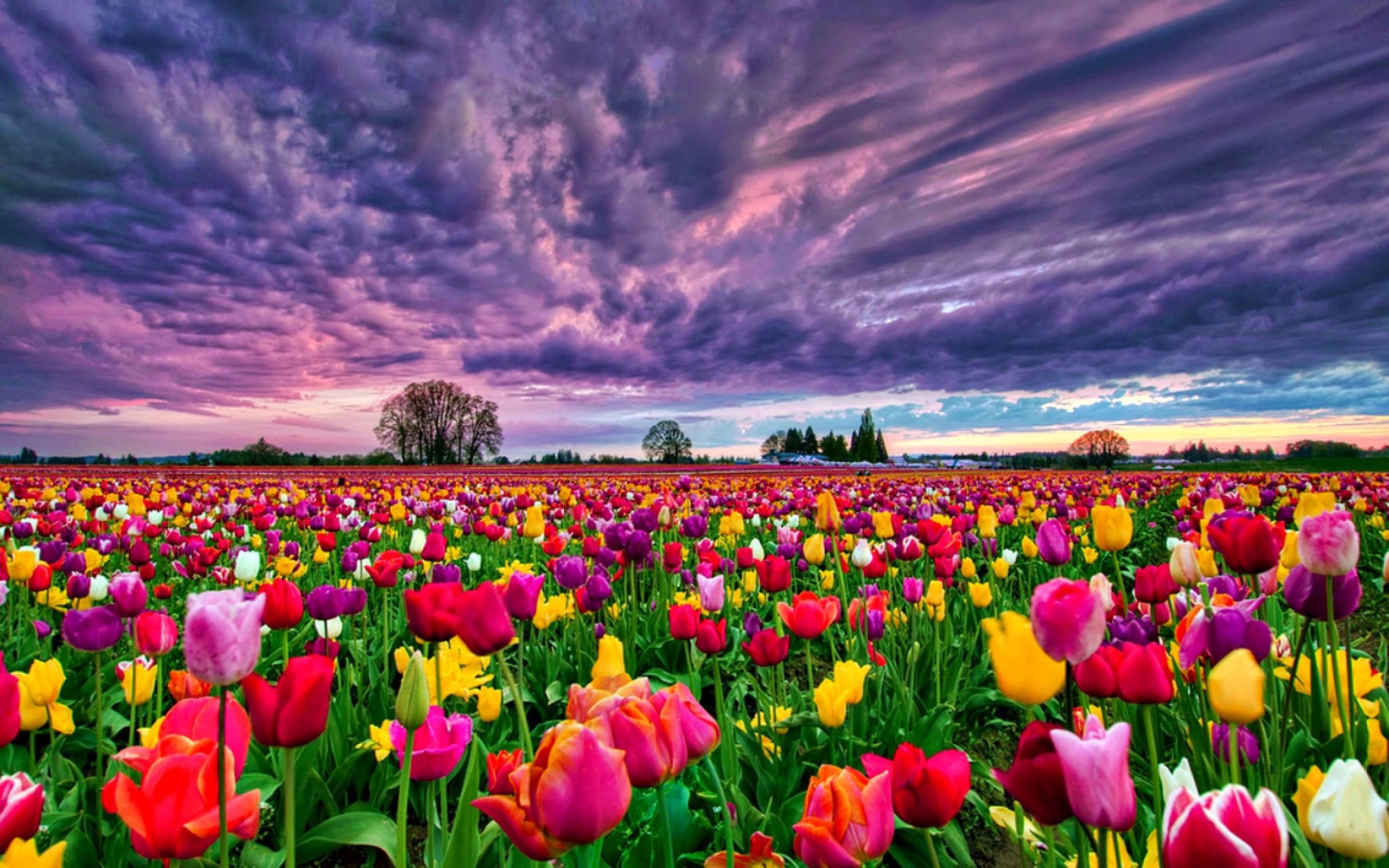 2560x1600 Tulips Field At Sunset Desktop Background 498470 :