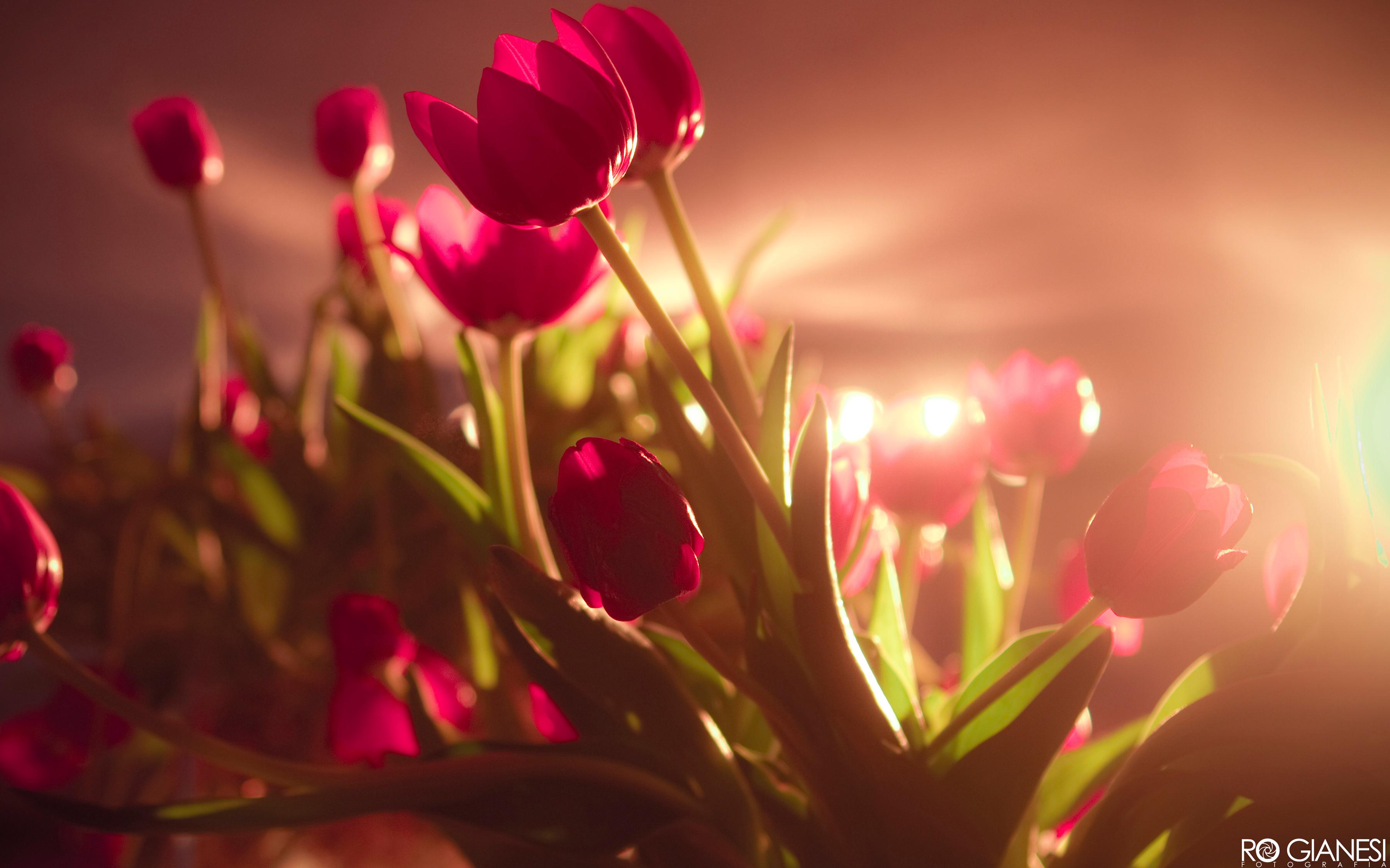 3600x2250 Vibrant Red Tulips Wallpaper