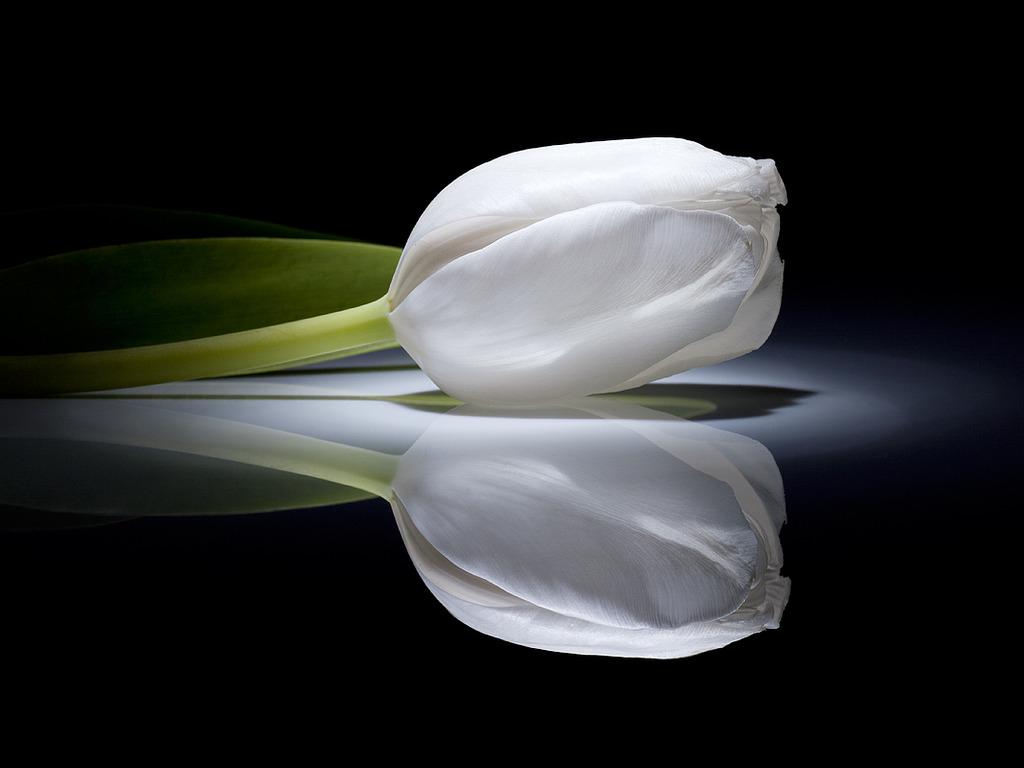 1024x768 Free download White Tulip Wallpaper 16887 HD Wallpaper in Flowers Imageci [1024x768] for your Desktop, Mobile & Tablet. Explore White Tulips Wallpaper. Tulips Background Wallpaper, Spring Tulips Wallpaper, Microsoft Tulip Wallpaper