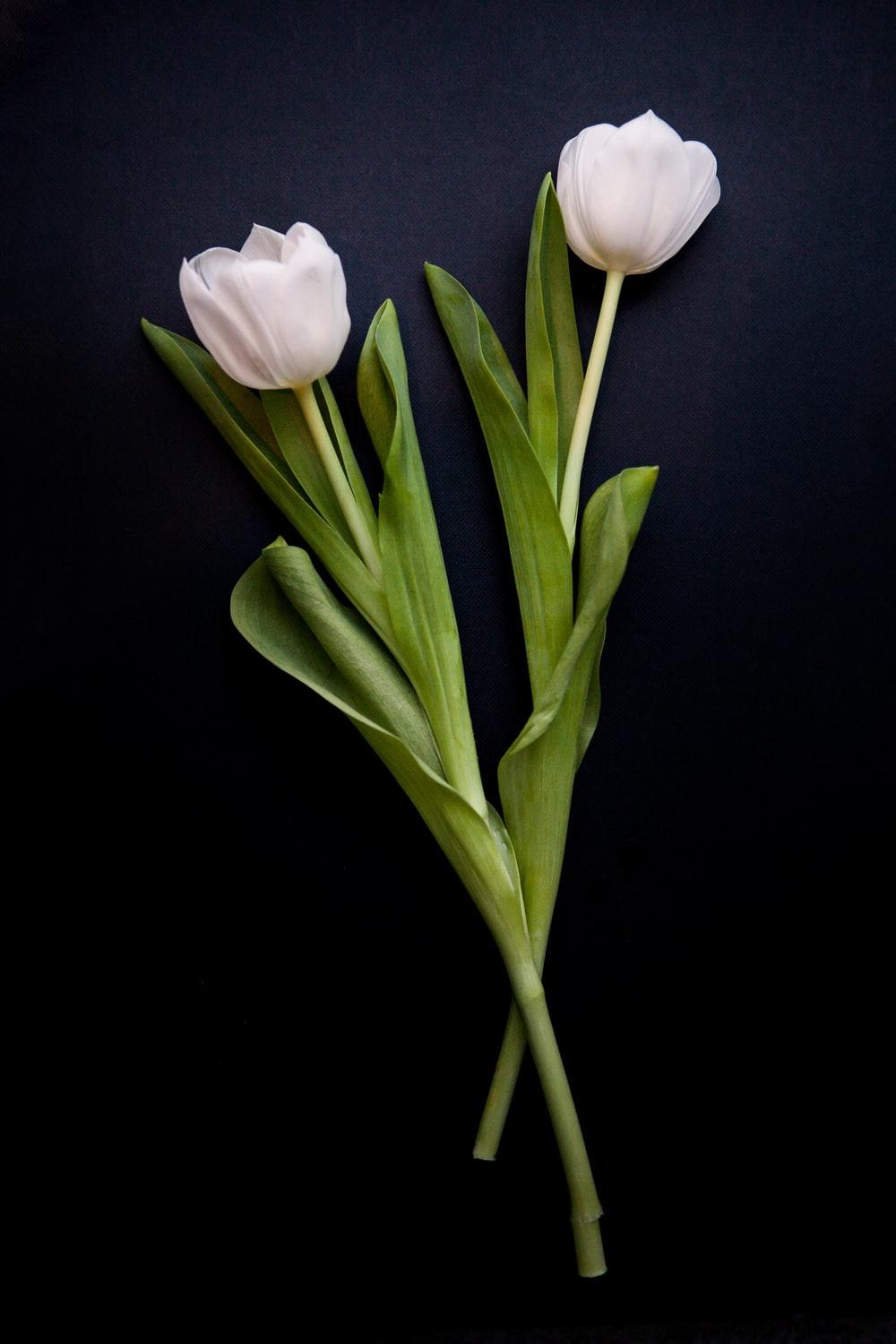 1000x1500 two white flowers photo