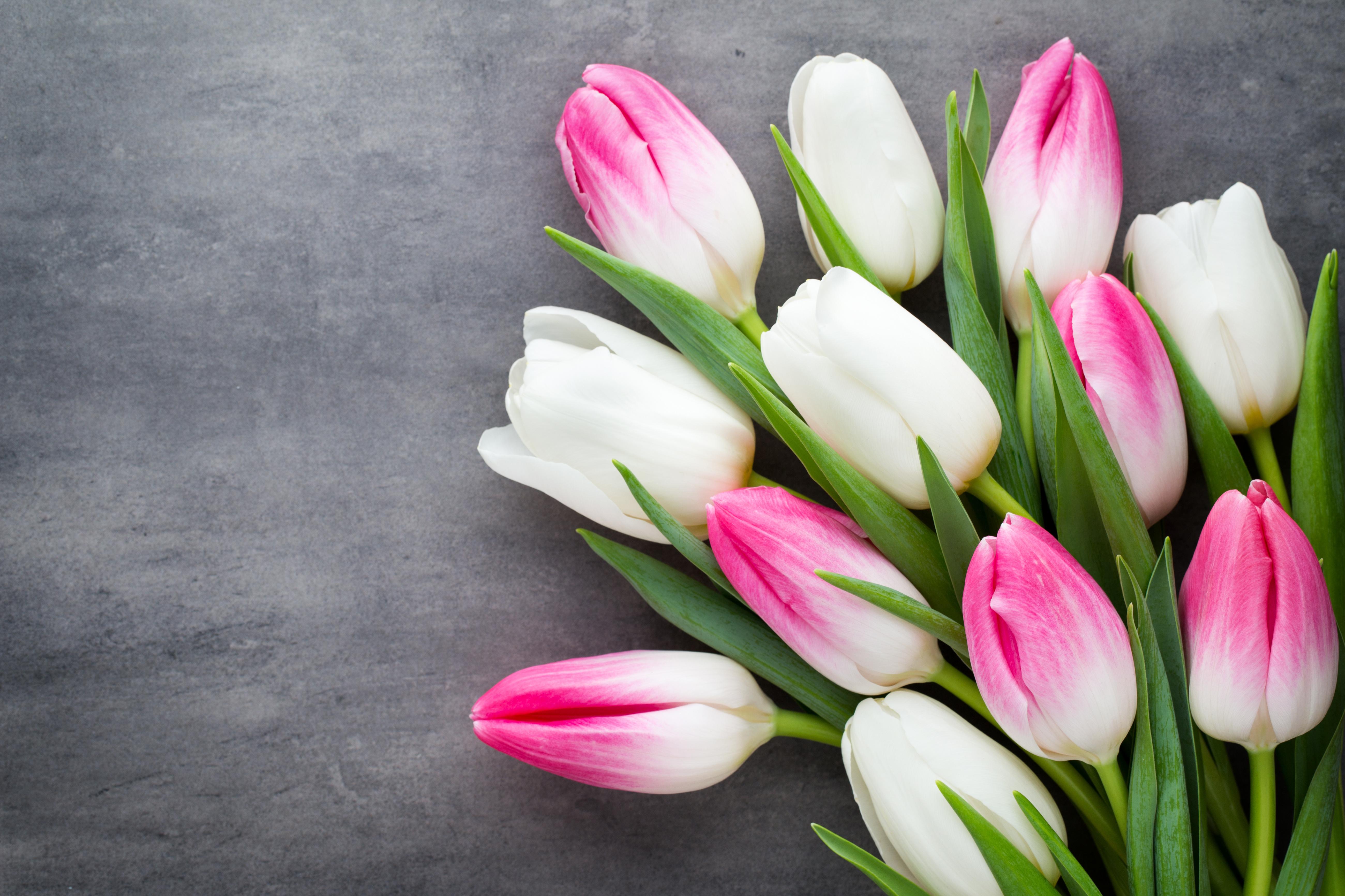 5201x3467 Pink and White Tulips 4k Ultra HD Wallpaper