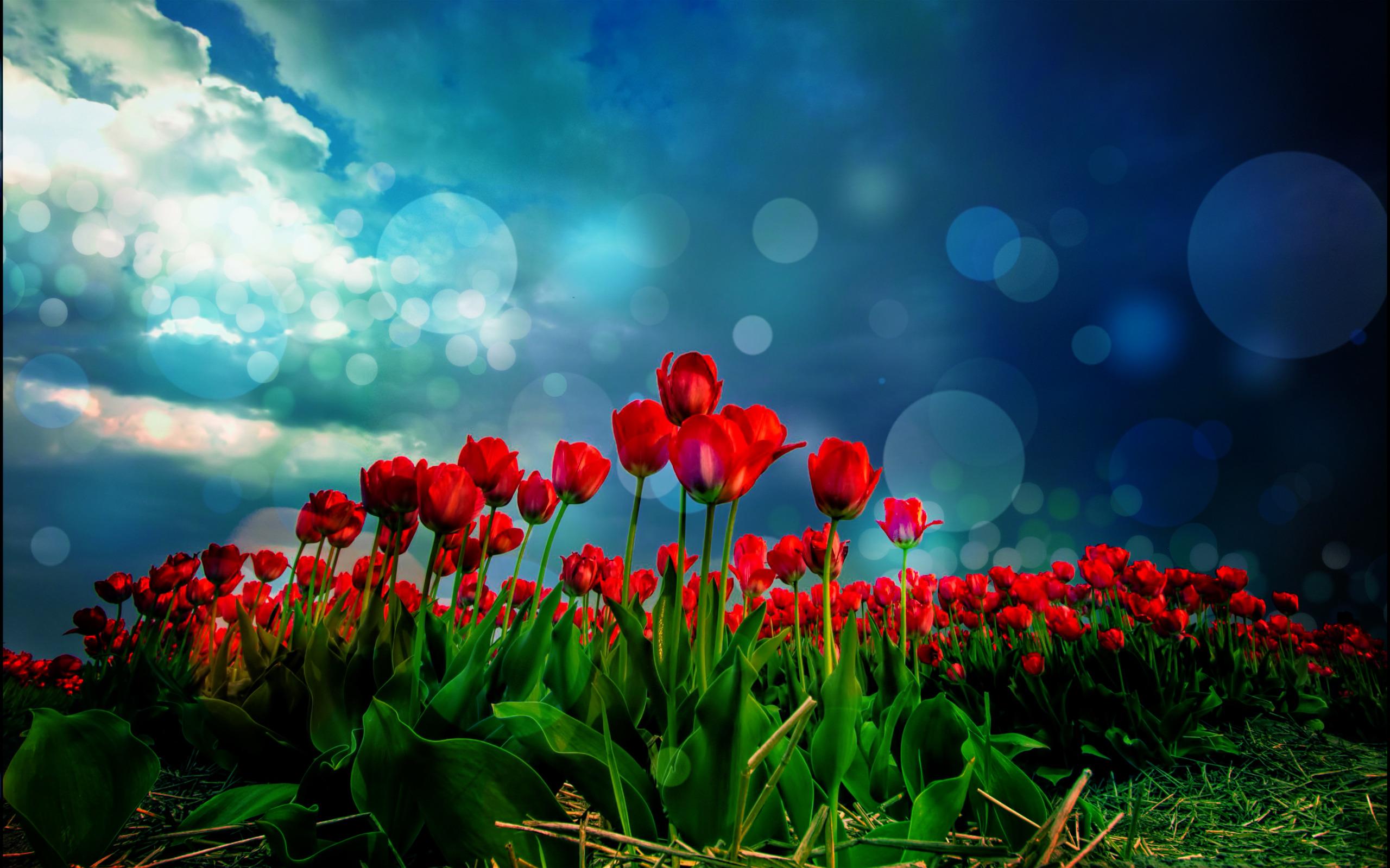 2560x1599 Free download Red Tulips HD Wallpaper [2560x1599] for your Desktop, Mobile & Tablet. Explore Red Tulip Wallpaper. Tulip Wallpaper, HD Wallpaper Red