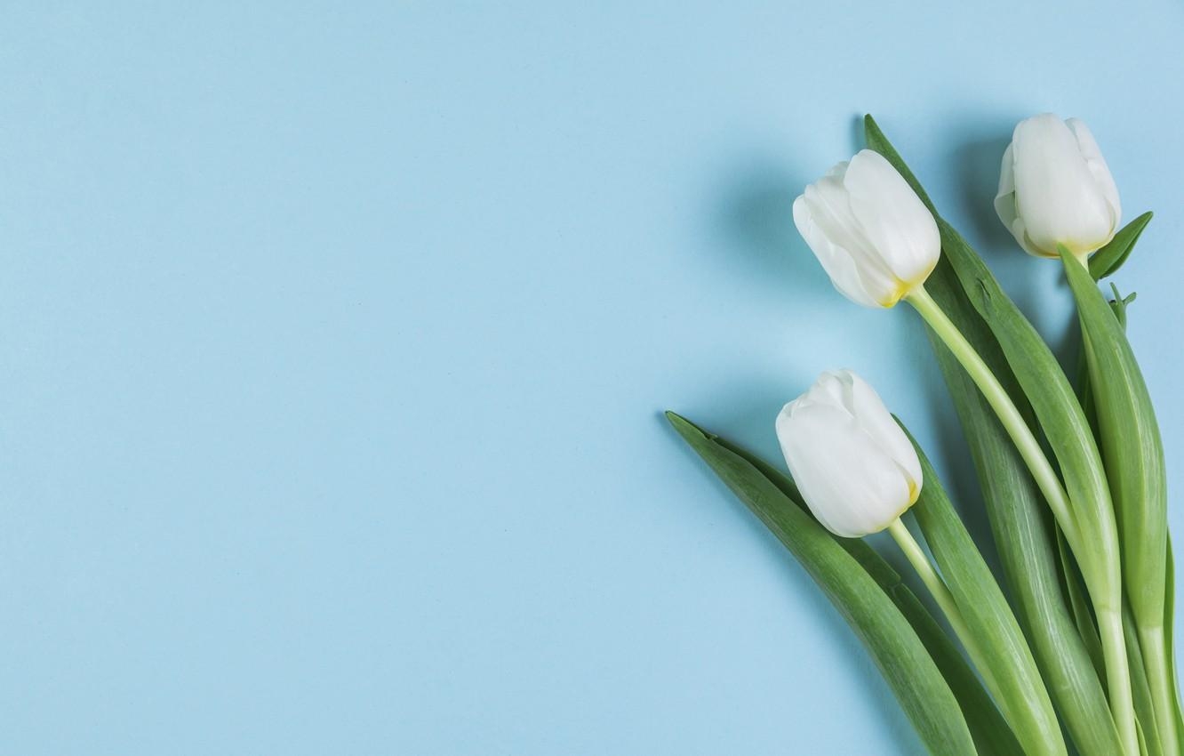 1332x850 Wallpaper flowers, tulips, white, white, flowers, beautiful, blue background, tulips, spring image for desktop, section цветы