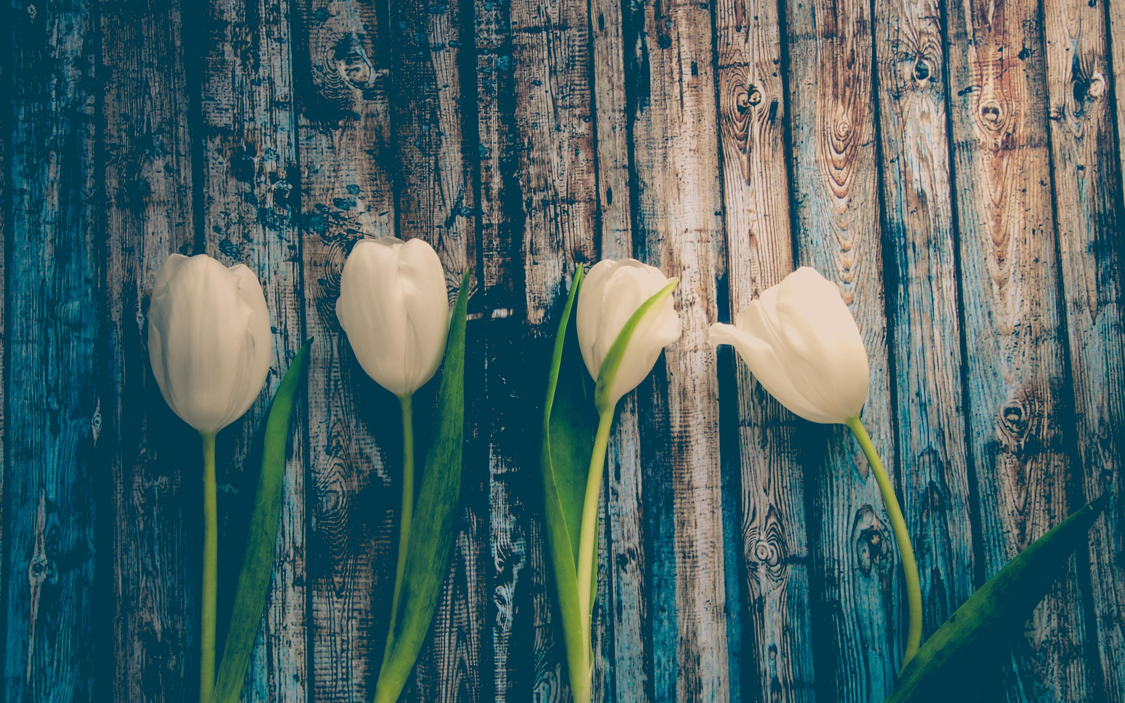 3840x2400 Desktop Wallpaper White Tulips, Wooden Board, HD Image, Picture, Background, Ae98c4