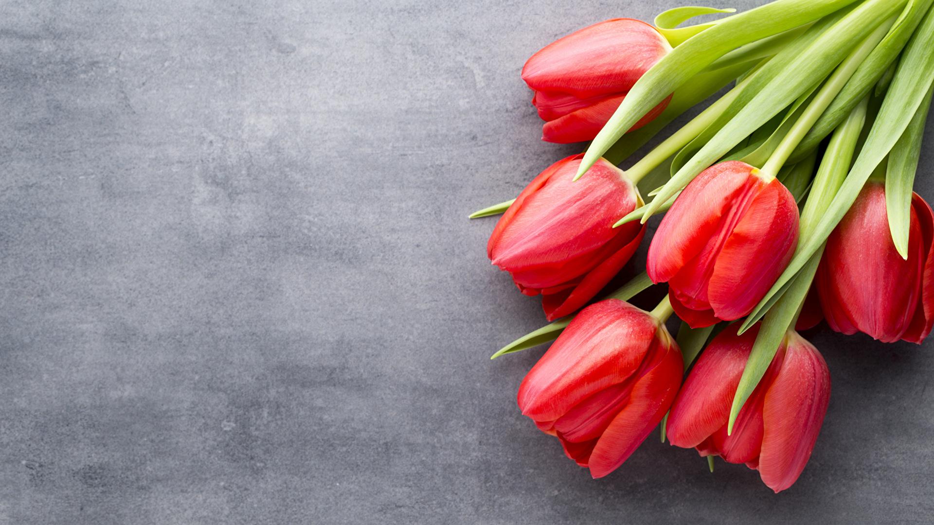 1920x1080 Desktop Wallpaper Red Tulips flower 1920x1080