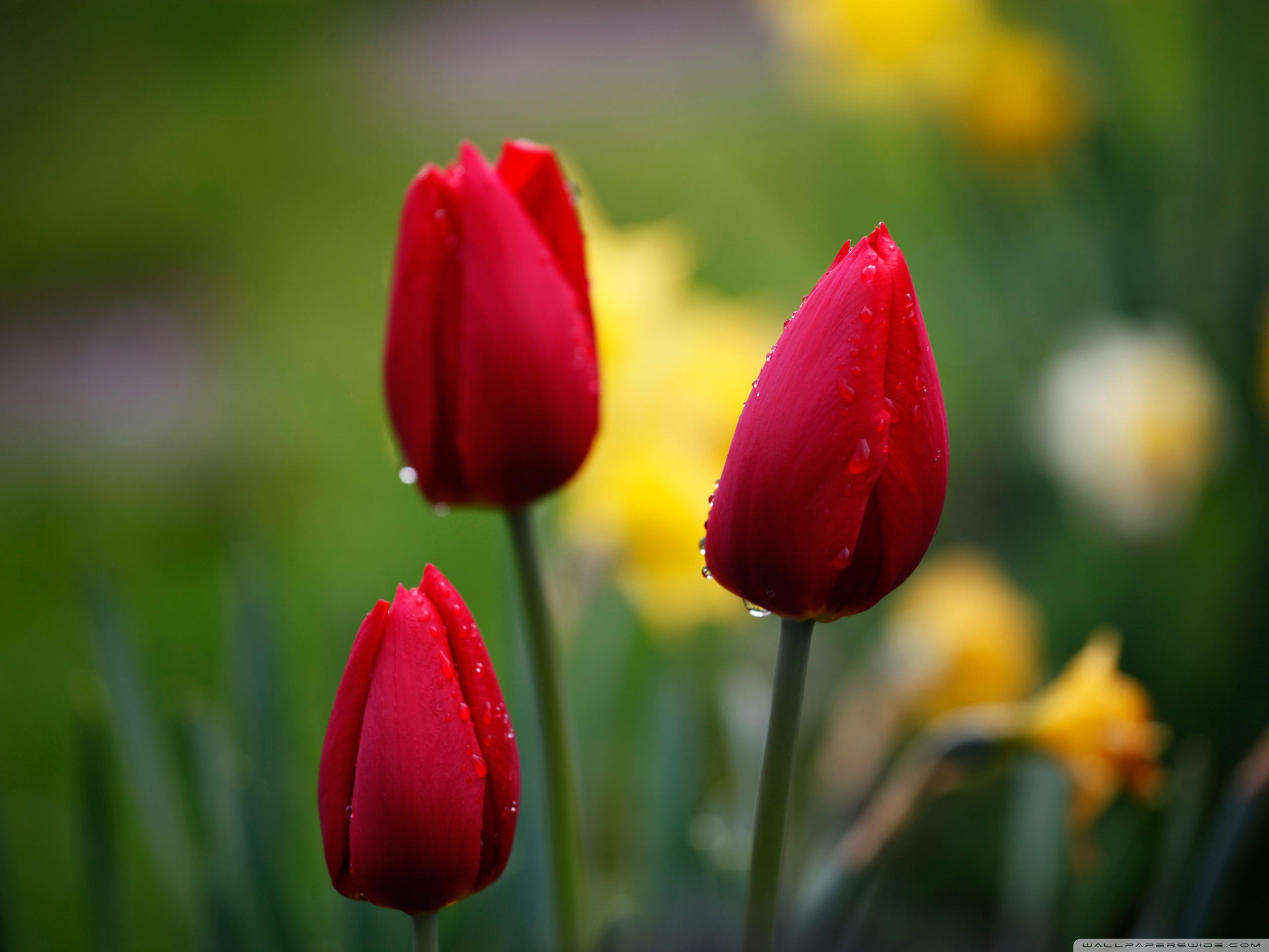 2560x1920 Red Tulips wallpaperx1920