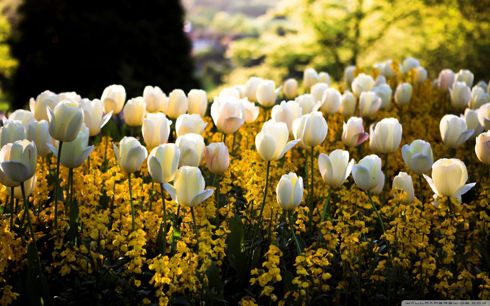 1680x1050 White Tulips Ultra HD Desktop Background Wallpaper for 4K UHD TV : Widescreen & UltraWide Desktop & Laptop : Tablet